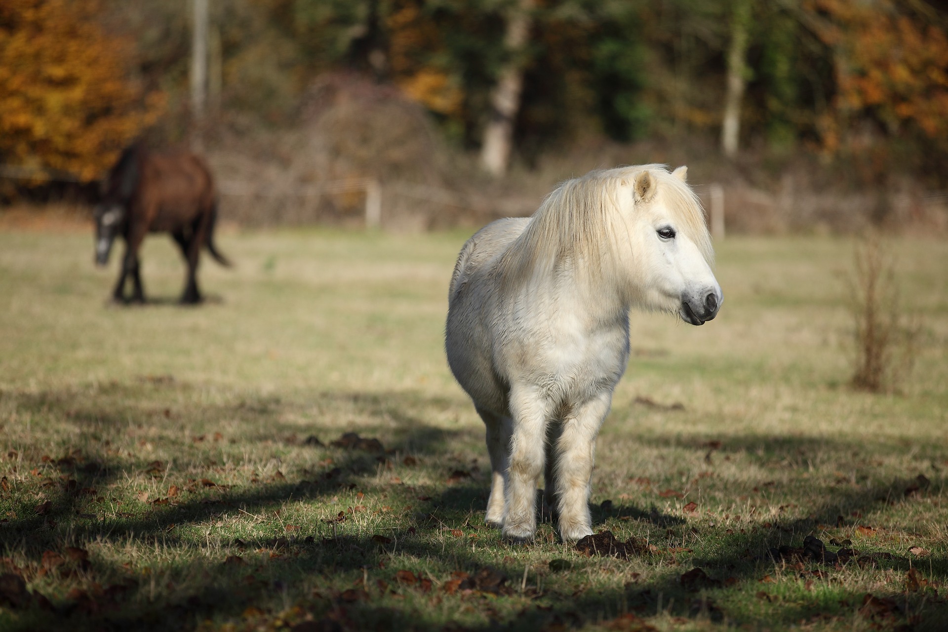 896513 descargar fondo de pantalla animales, caballo, poni: protectores de pantalla e imágenes gratis