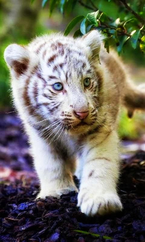 Download mobile wallpaper Cats, Animal, Cute, White Tiger, Cub for free.