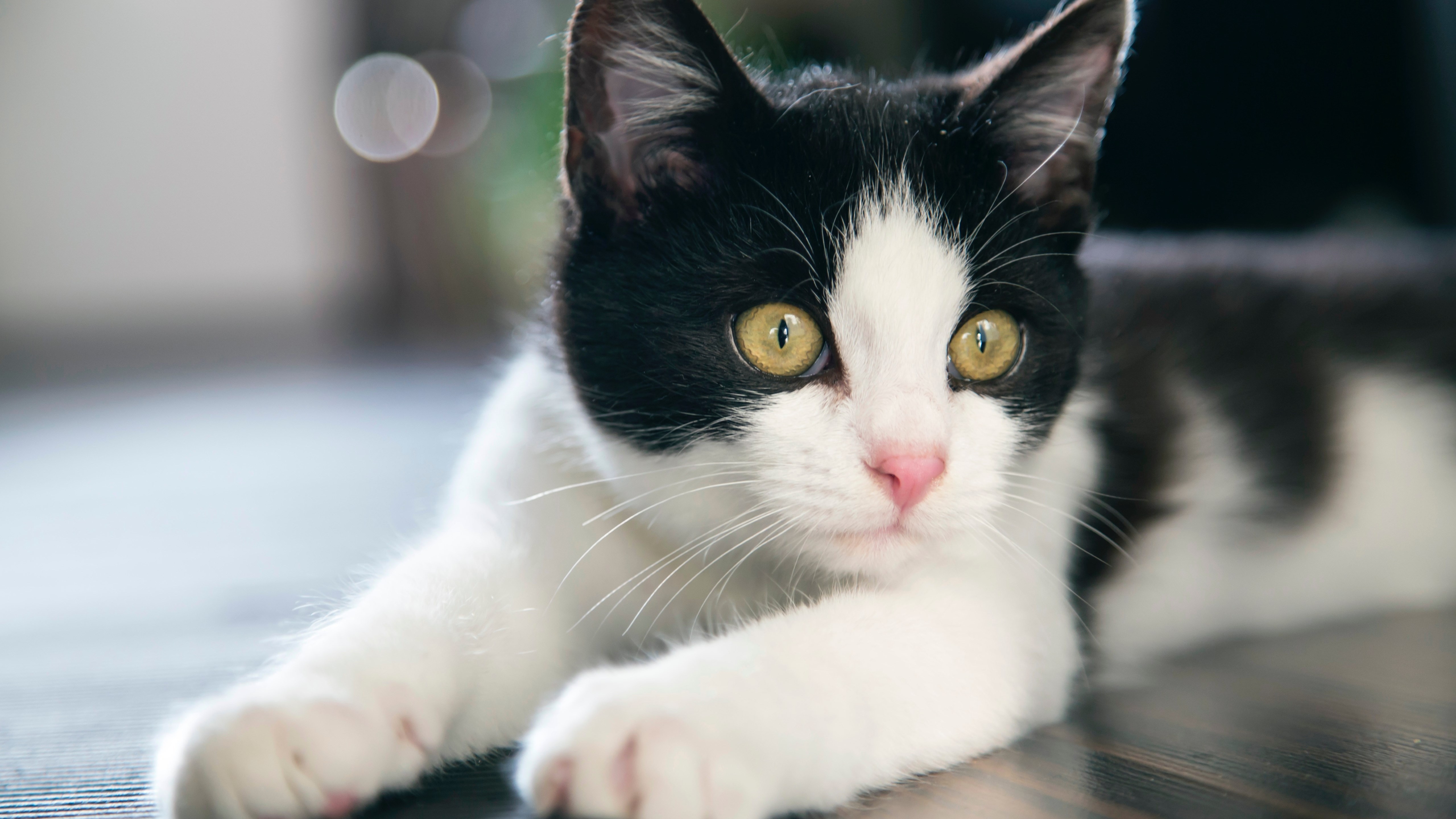 Baixe gratuitamente a imagem Animais, Gatos, Gato, Fofo, Olhos Verdes na área de trabalho do seu PC