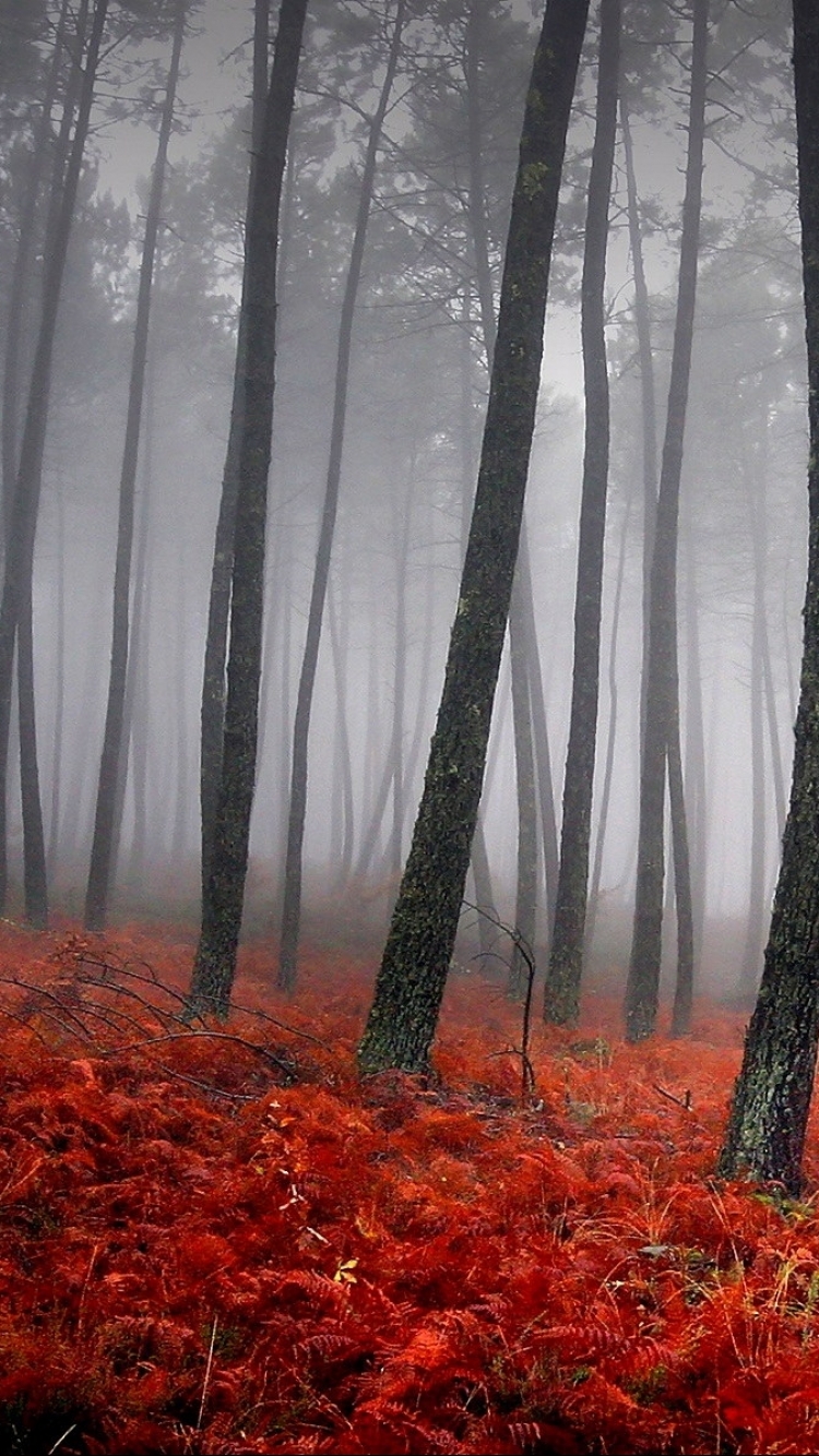 Baixar papel de parede para celular de Natureza, Floresta, Árvore, Névoa, Terra/natureza, Neblina gratuito.