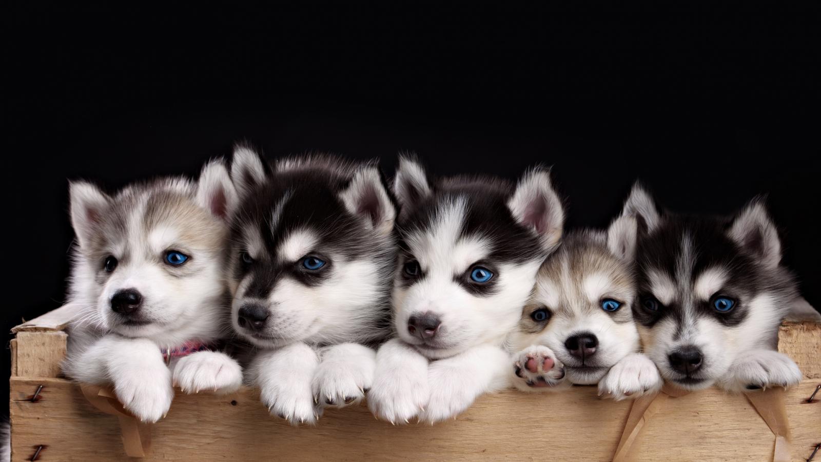 Handy-Wallpaper Tiere, Hund, Süß, Blaue Augen, Schlittenhund, Welpe kostenlos herunterladen.