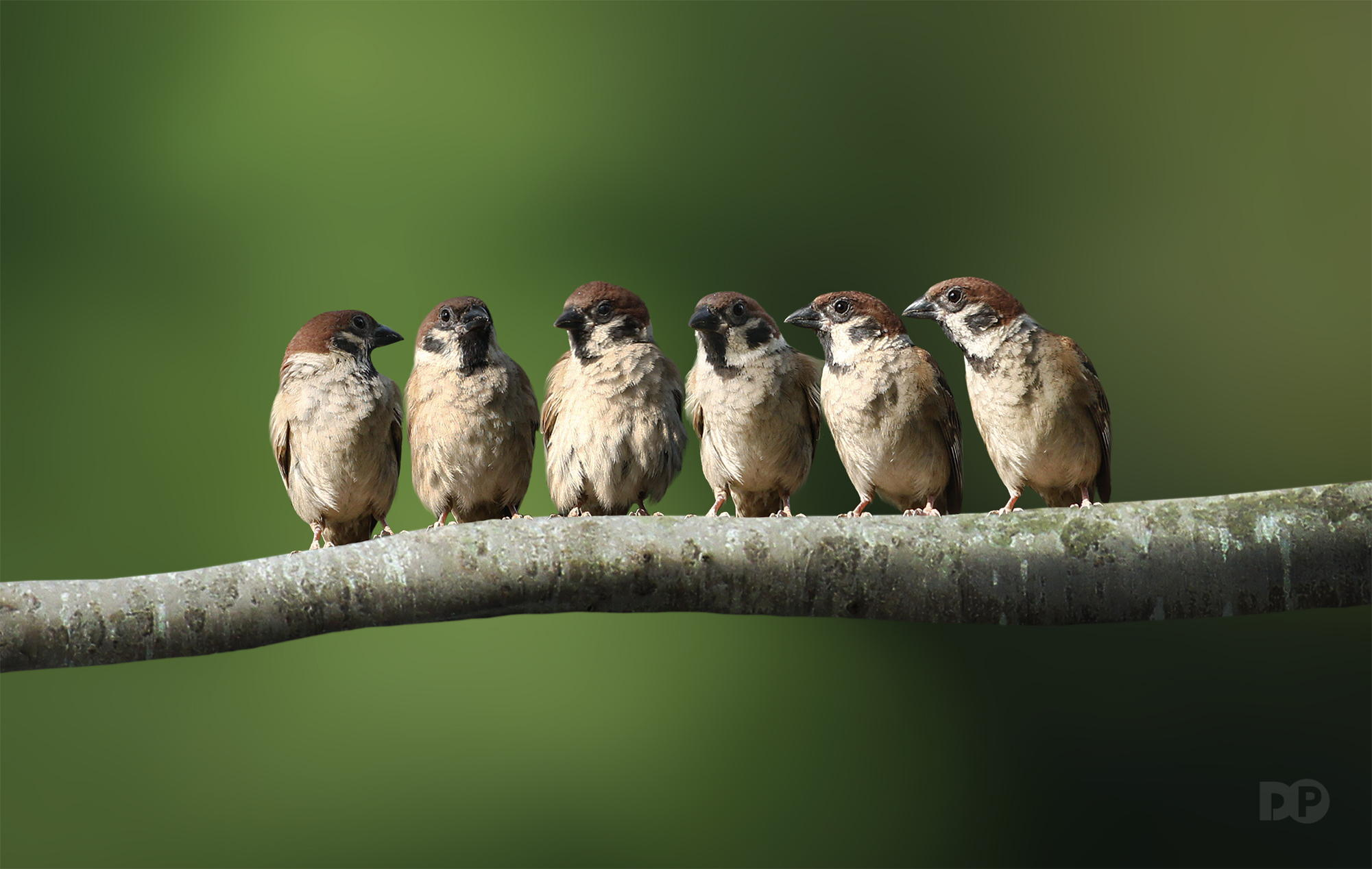 Baixar papel de parede para celular de Pássaro, Aves, Animais gratuito.