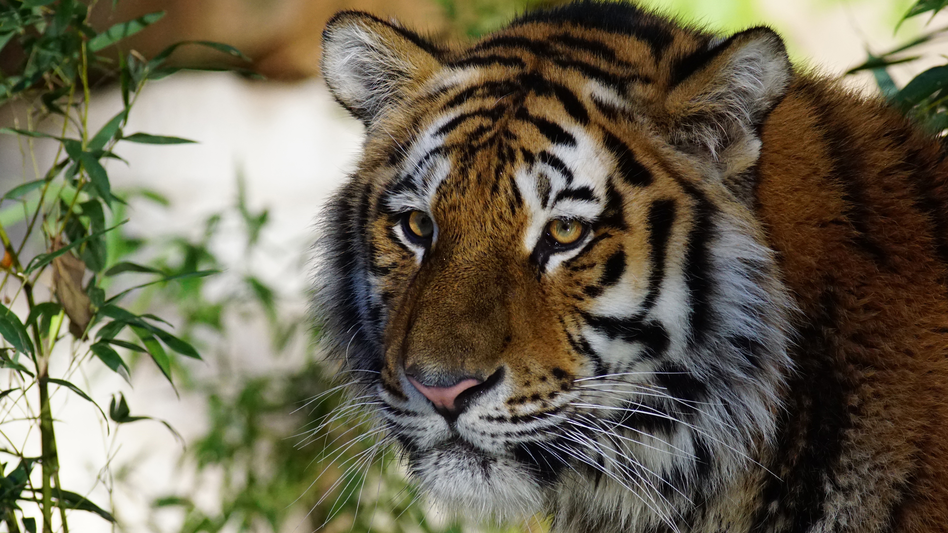 Завантажити шпалери безкоштовно Тигр, Тварина, Коти картинка на робочий стіл ПК