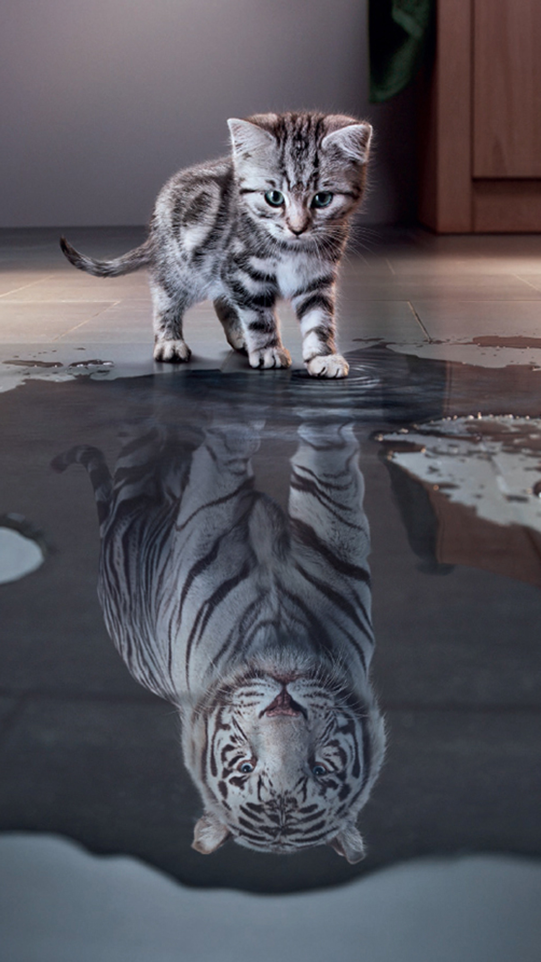 white tiger, kitten, animal, cat, reflection, puddle, cats Full HD