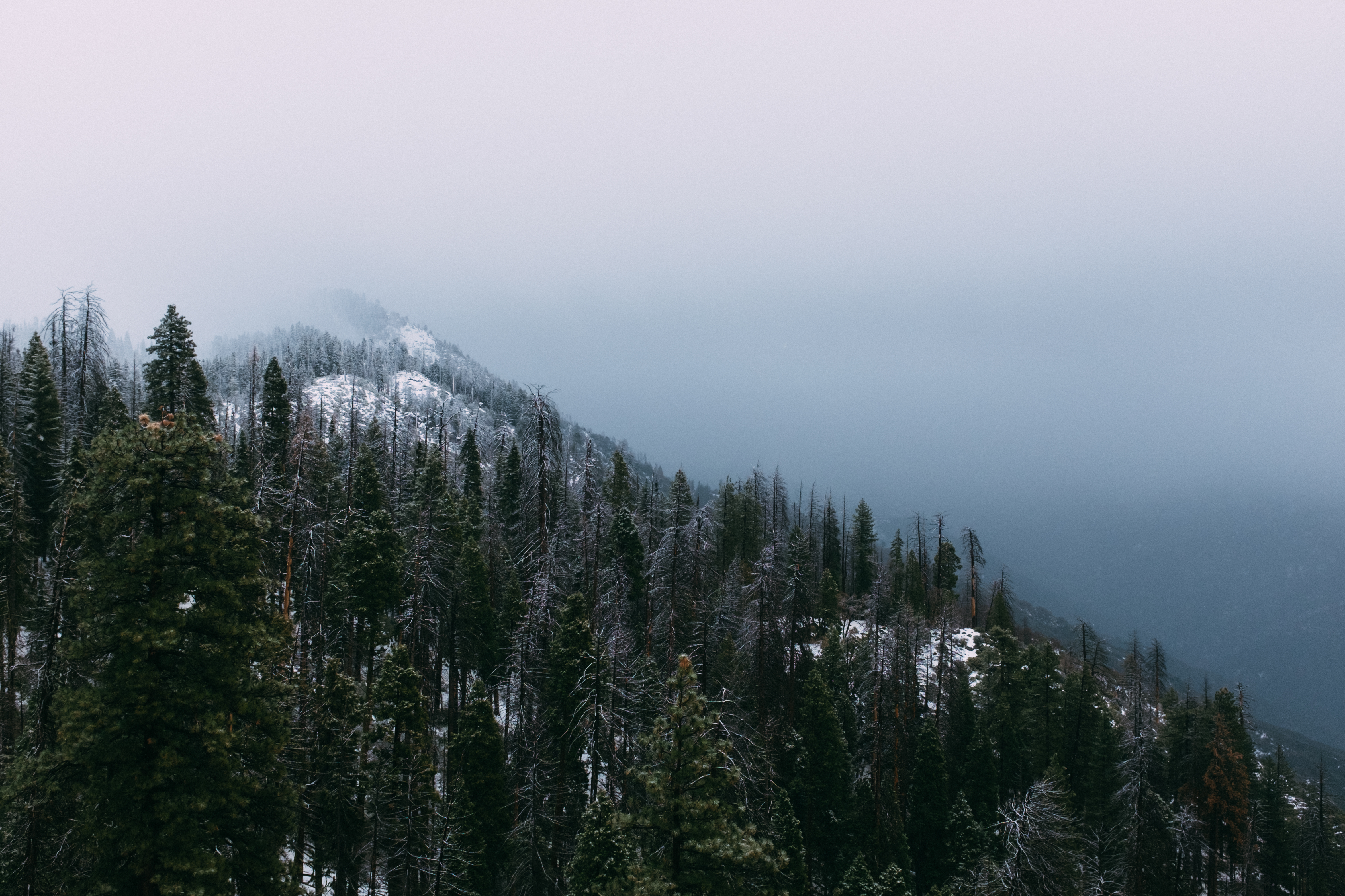 Download mobile wallpaper Top, Trees, Vertex, Snow, Fog, Nature, Mountain, Forest for free.