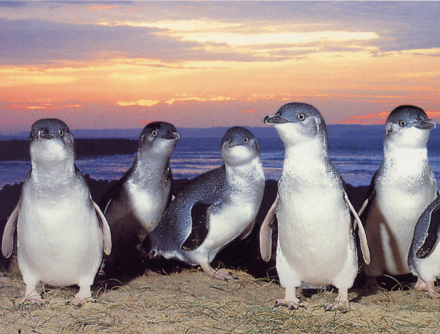 Laden Sie Feenhafter Pinguin HD-Desktop-Hintergründe herunter
