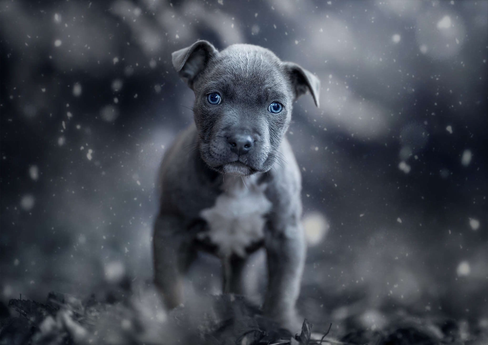 Free download wallpaper Dogs, Dog, Animal, Puppy, Baby Animal, American Pit Bull Terrier on your PC desktop