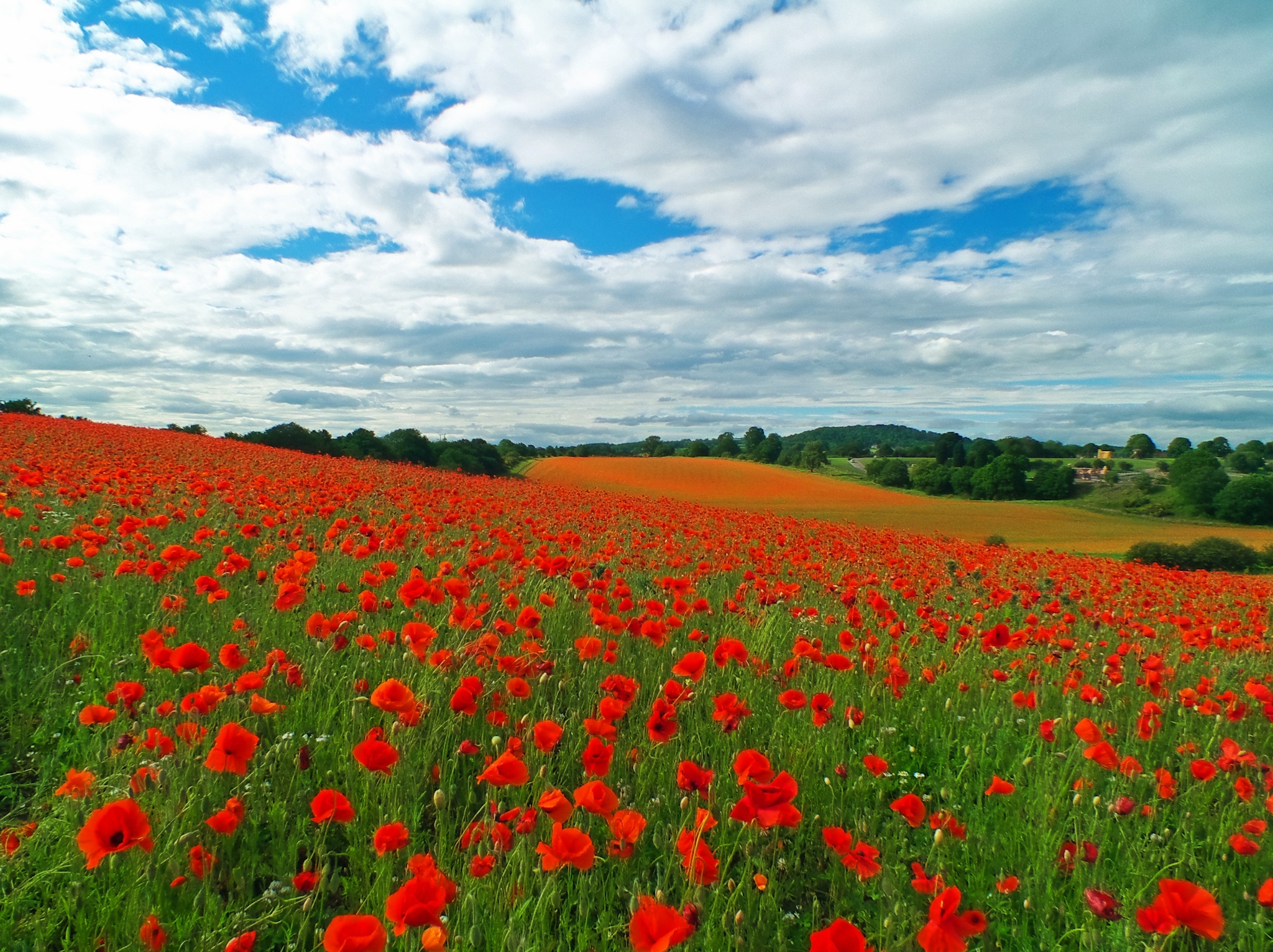 Download mobile wallpaper Landscape, Nature, Flowers, Sky, Earth, Field, Cloud, Poppy, Red Flower for free.