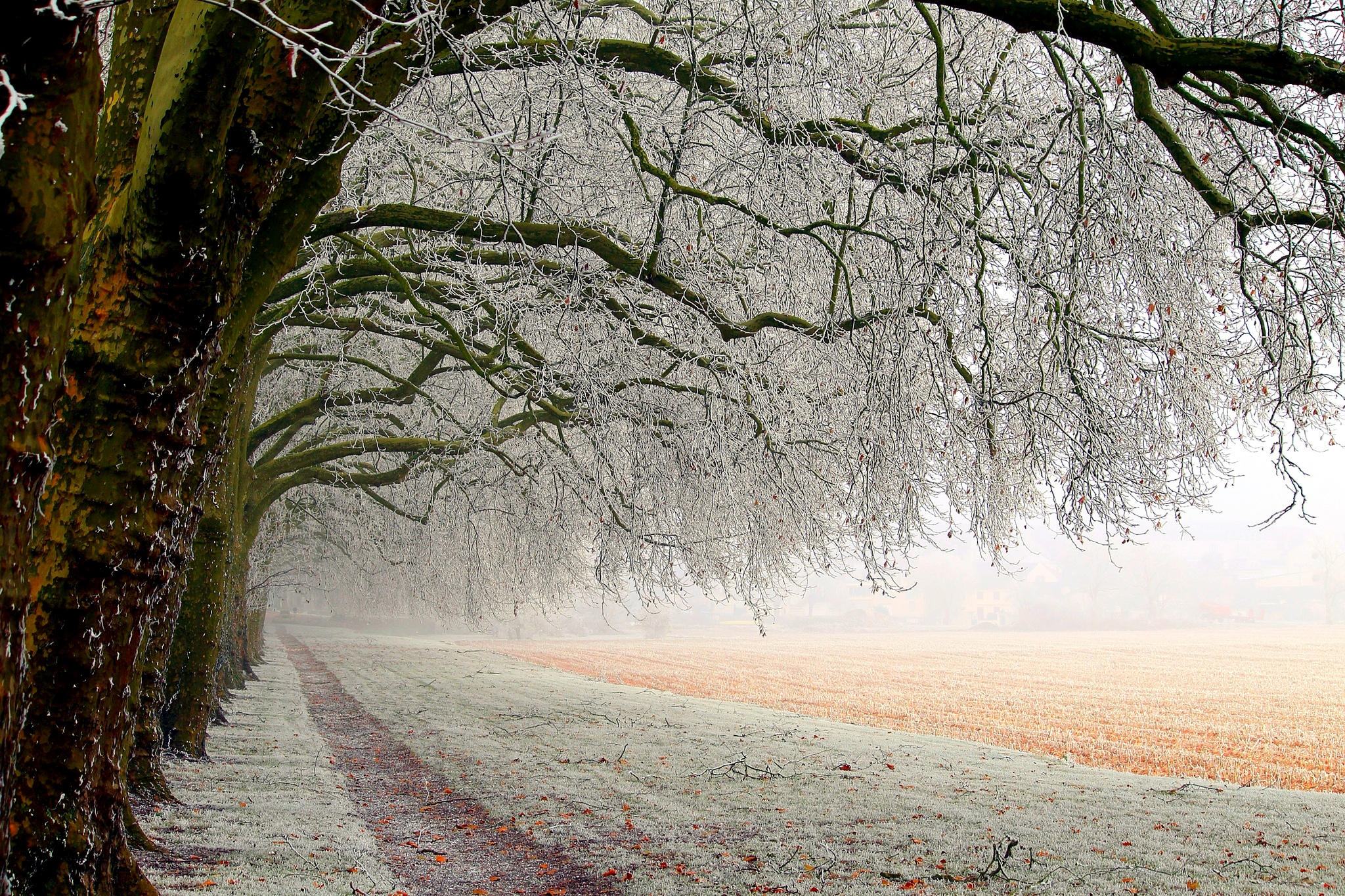 Téléchargez gratuitement l'image Hiver, Arbre, Champ, Terre/nature, Neiger sur le bureau de votre PC