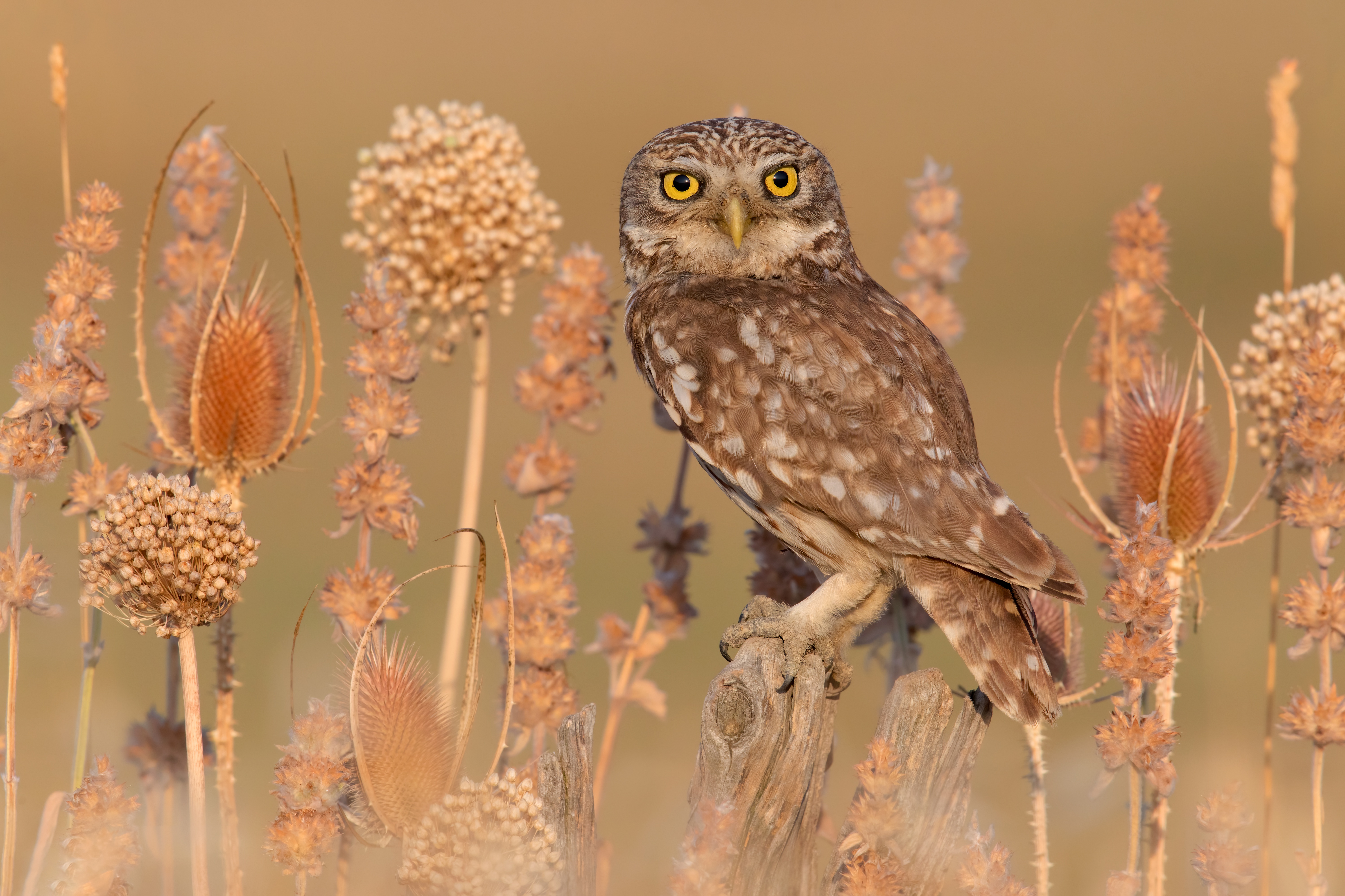 Free download wallpaper Owl, Bird, Birds, Animal on your PC desktop