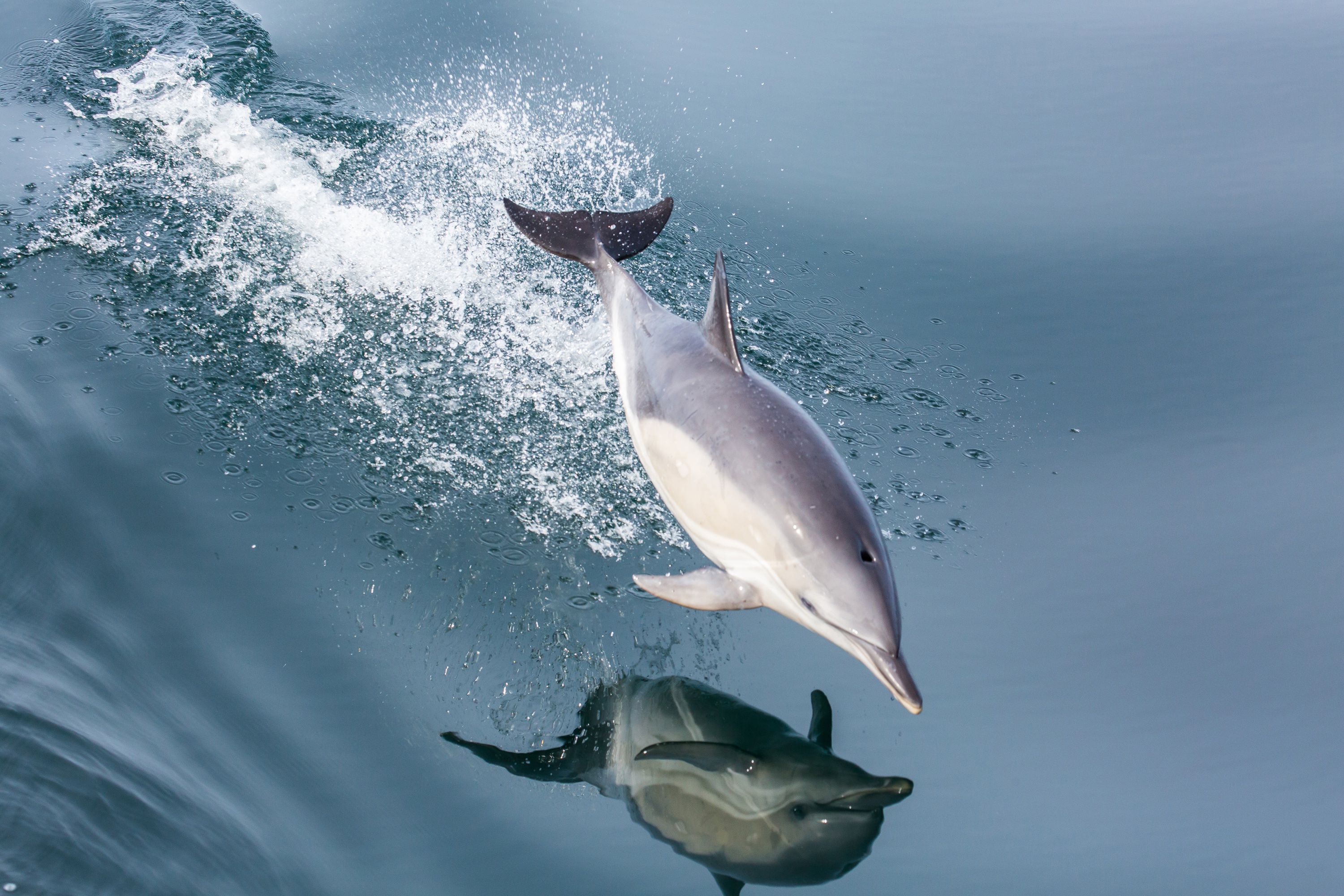 865186 завантажити картинку тварина, дельфін, стрибок, рефлексія, морське життя, сплеск, вода - шпалери і заставки безкоштовно