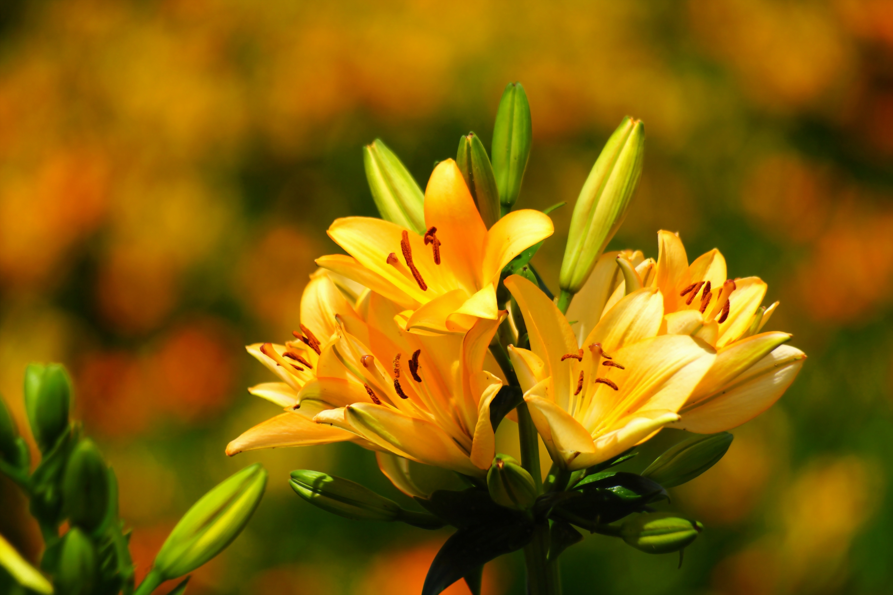 Téléchargez gratuitement l'image Fleurs, Fleur, Macro, Lys, Bokeh, Fleur Jaune, Terre/nature sur le bureau de votre PC