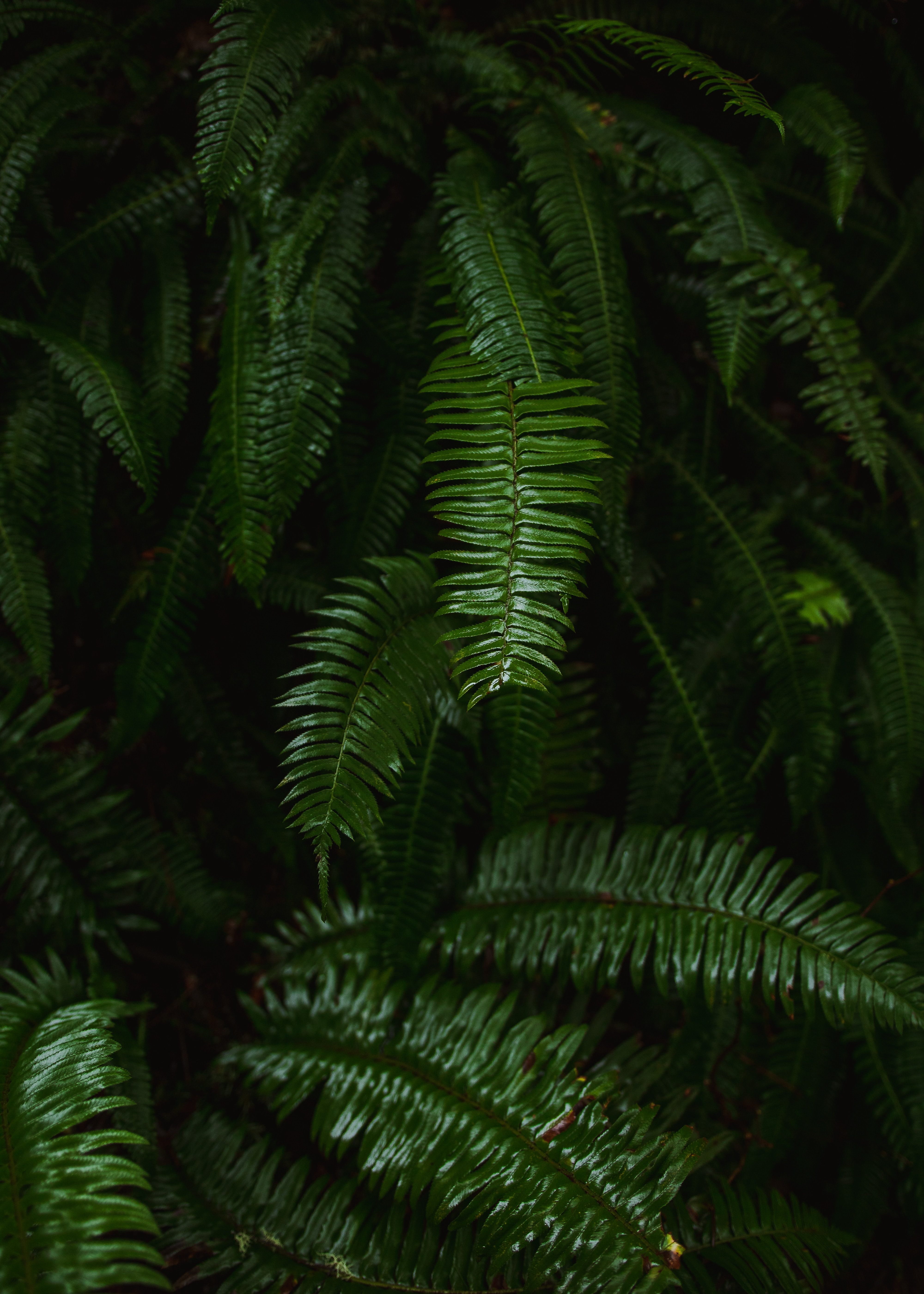 Free download wallpaper Nature, Leaves, Plant, Fern on your PC desktop