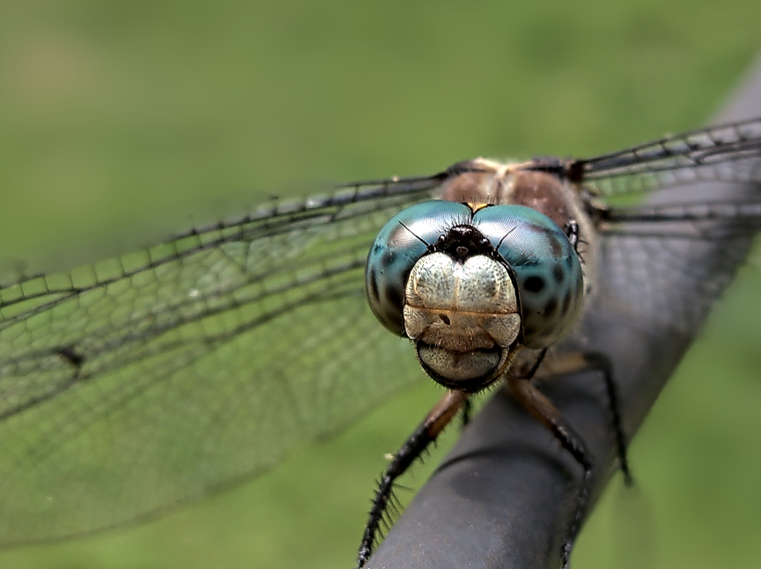 Download mobile wallpaper Macro, Animal, Dragonfly for free.