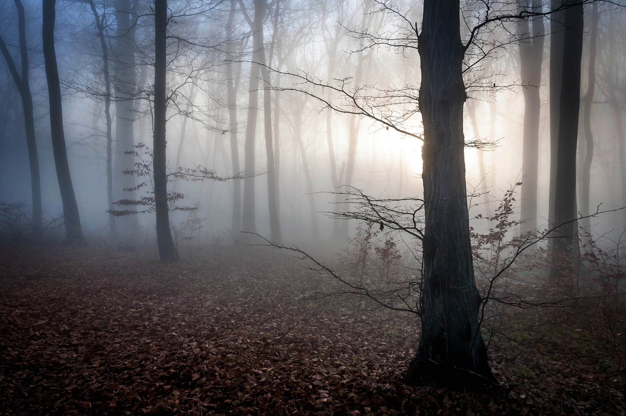 Download mobile wallpaper Nature, Dawn, Forest, Fog, Fall, Earth for free.