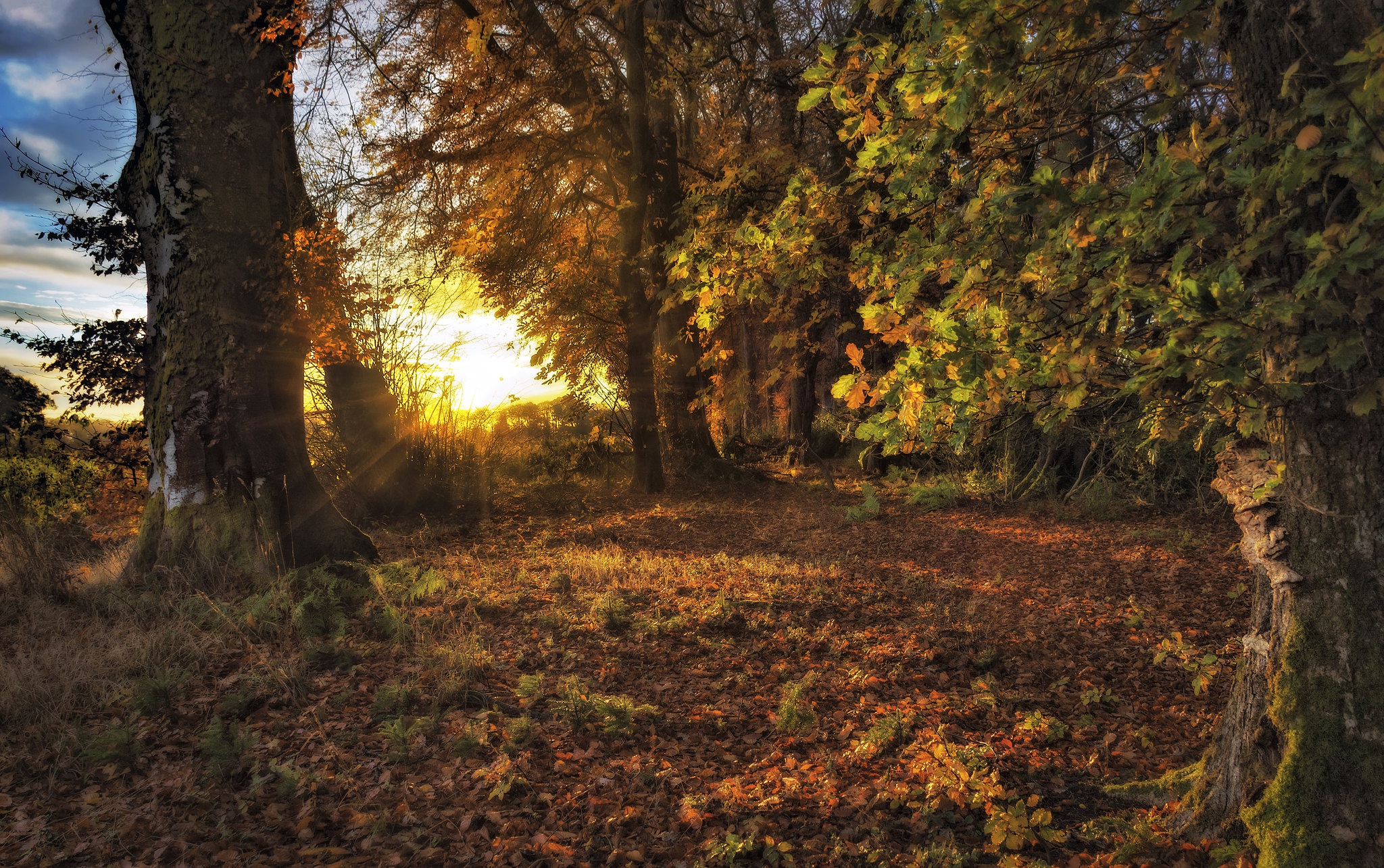 PCデスクトップに自然, 秋, 森, 地球, 日光画像を無料でダウンロード