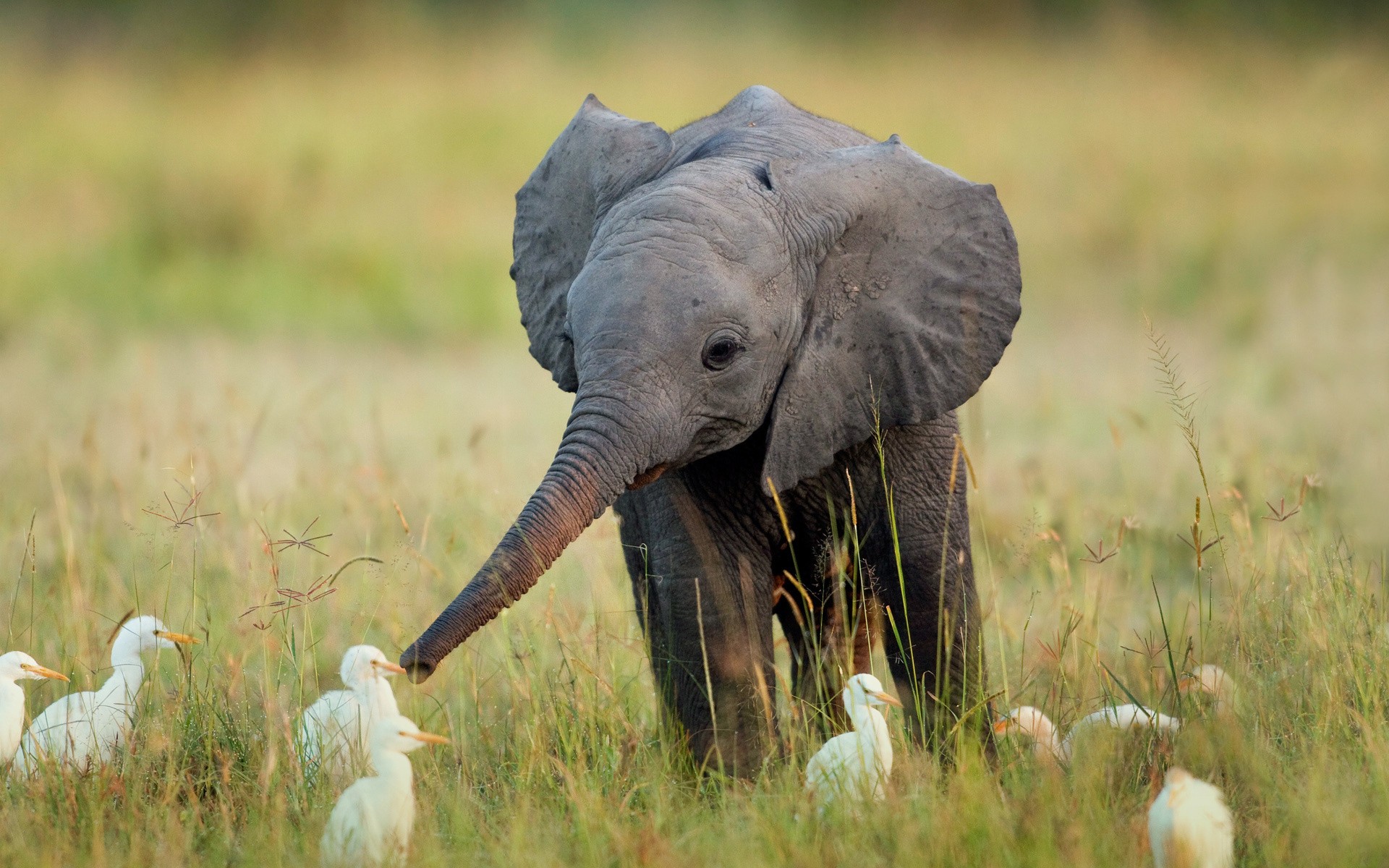 225398 télécharger l'image animaux, éléphant de savane d'afrique, éléphants - fonds d'écran et économiseurs d'écran gratuits