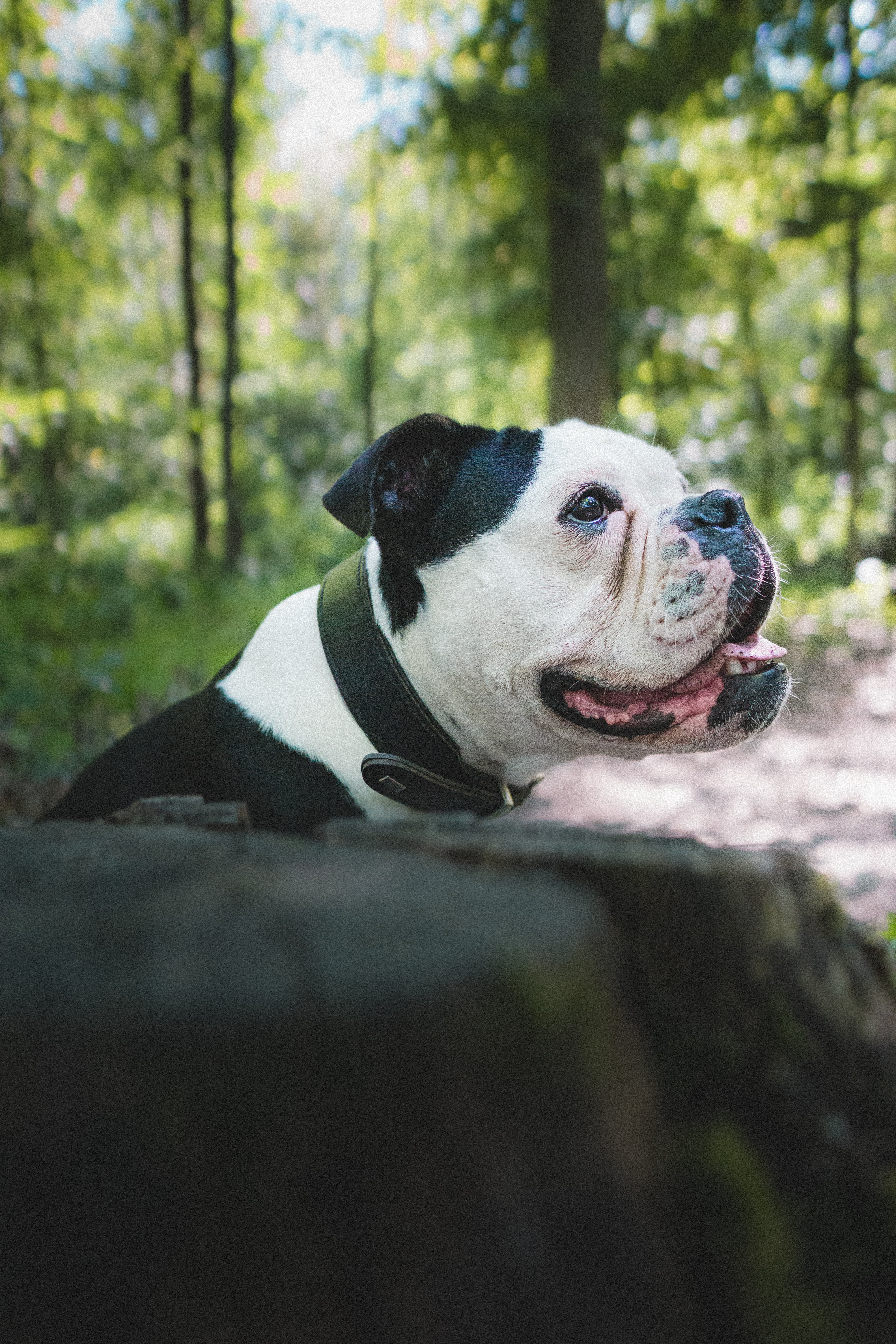 Free download wallpaper Animals, Pet, Protruding Tongue, Tongue Stuck Out, Profile, Dog, Bulldog on your PC desktop