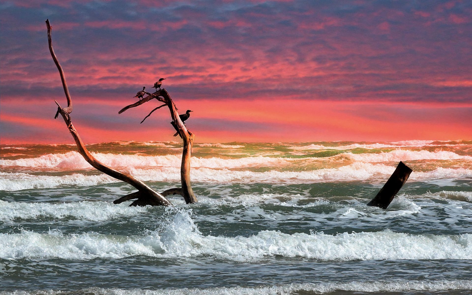Скачать картинку Птицы, Закат, Море, Горизонт, Океан, Волна, Земля/природа в телефон бесплатно.