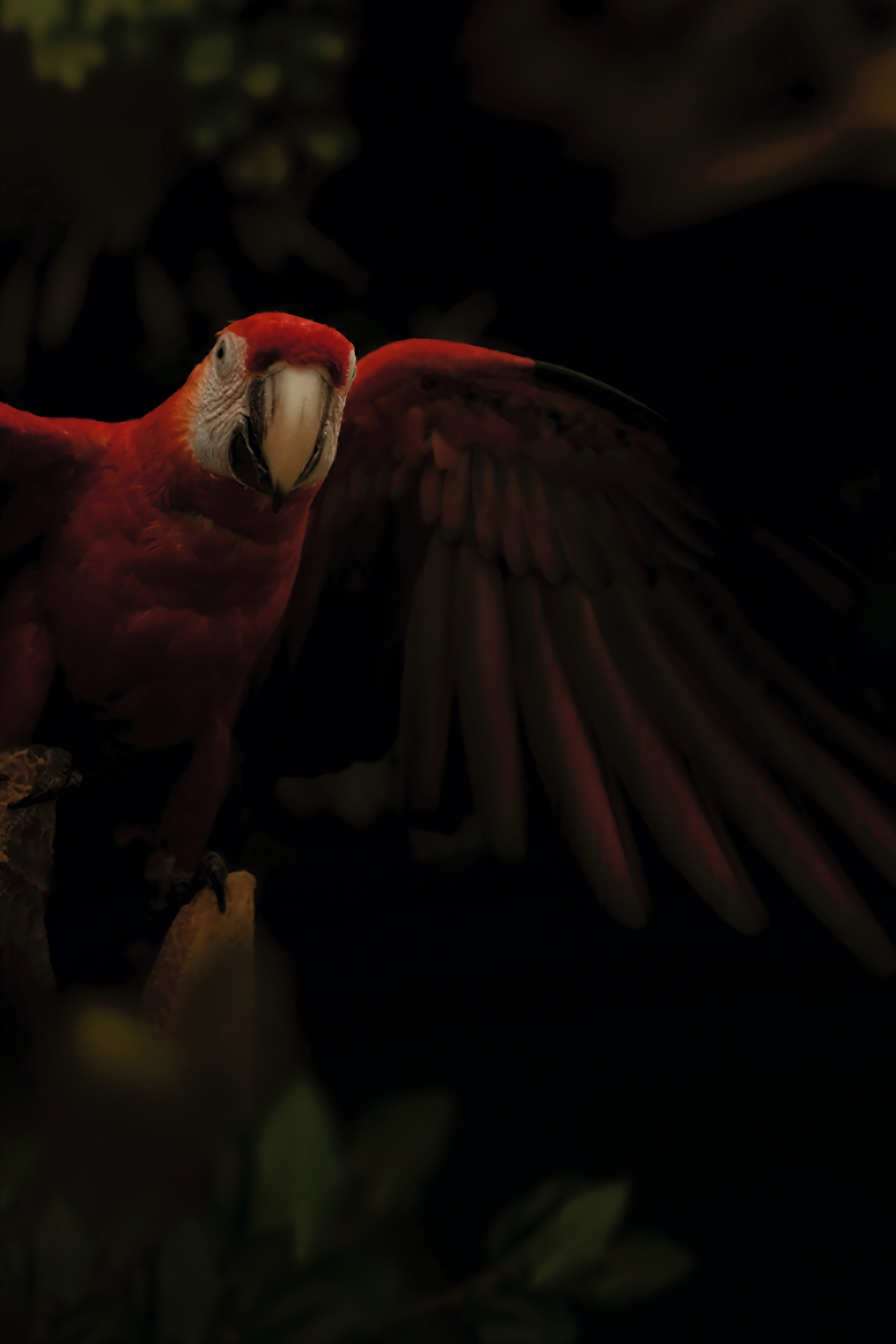 Free download wallpaper Macaw, Parrots, Motley, Bird, Animals, Multicolored, Dark on your PC desktop