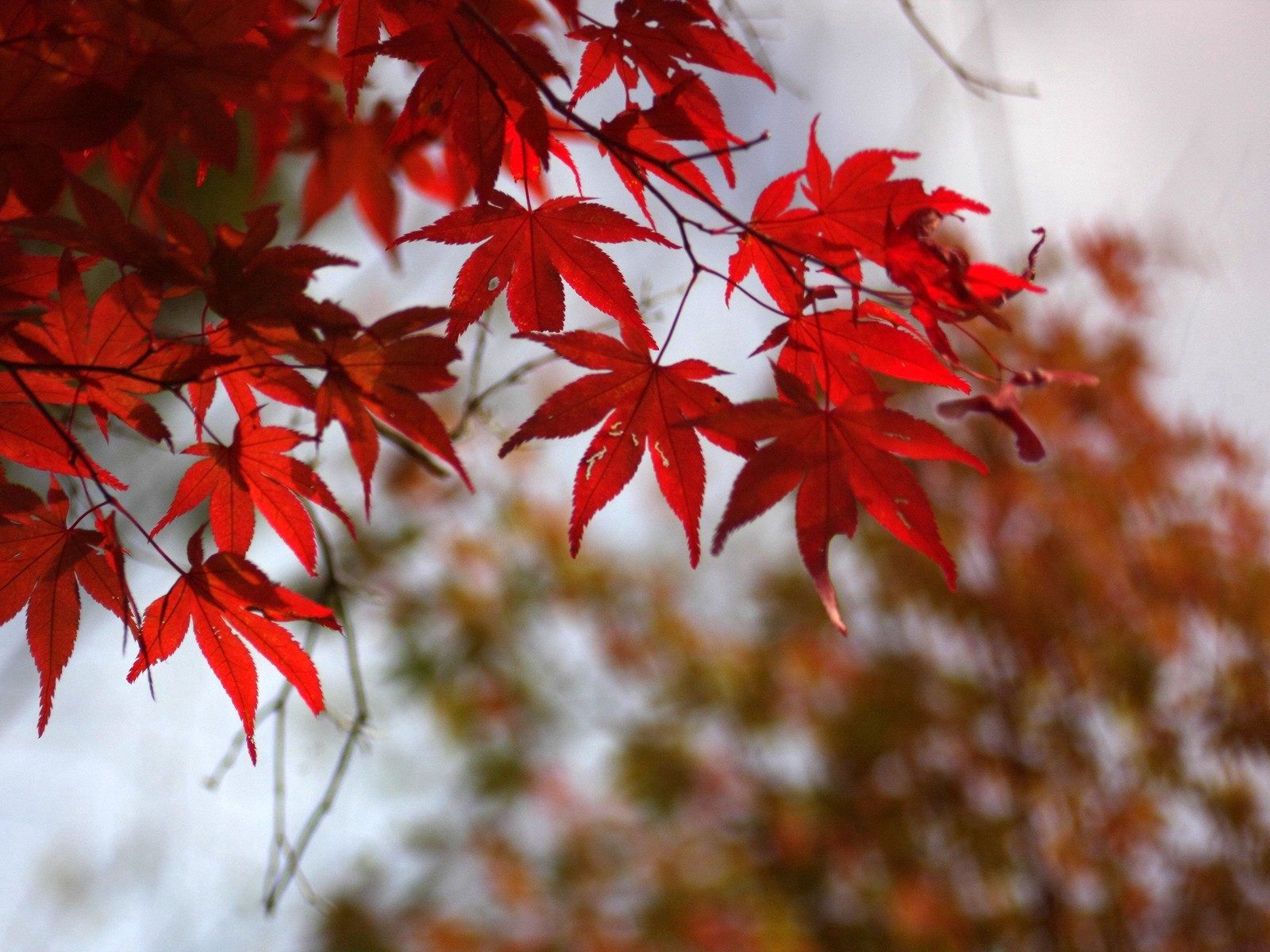 Скачать картинку Природа, Красный, Листья, Сухой, Осень в телефон бесплатно.