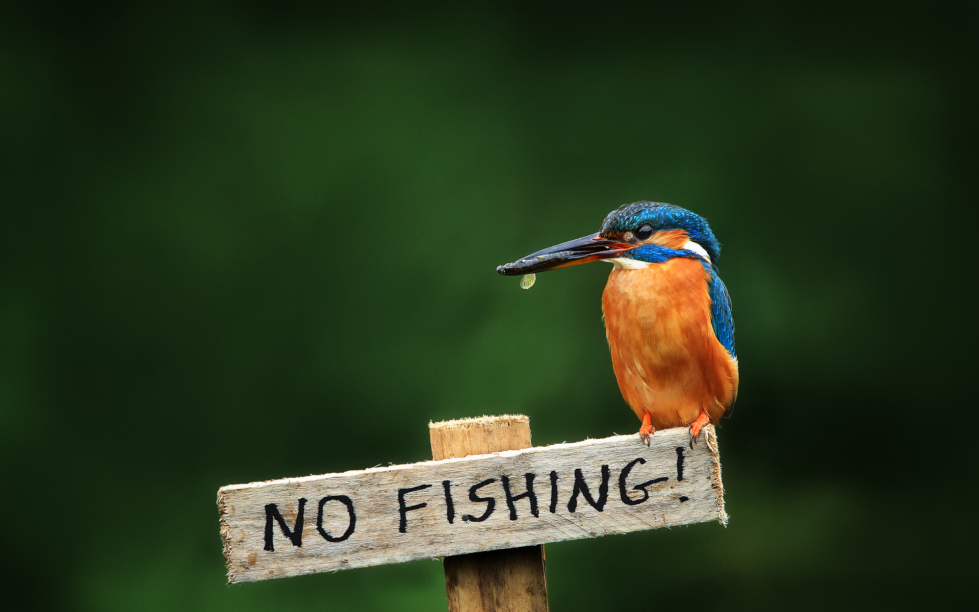 312355 descargar fondo de pantalla martín pescador, ave, aves, animales: protectores de pantalla e imágenes gratis