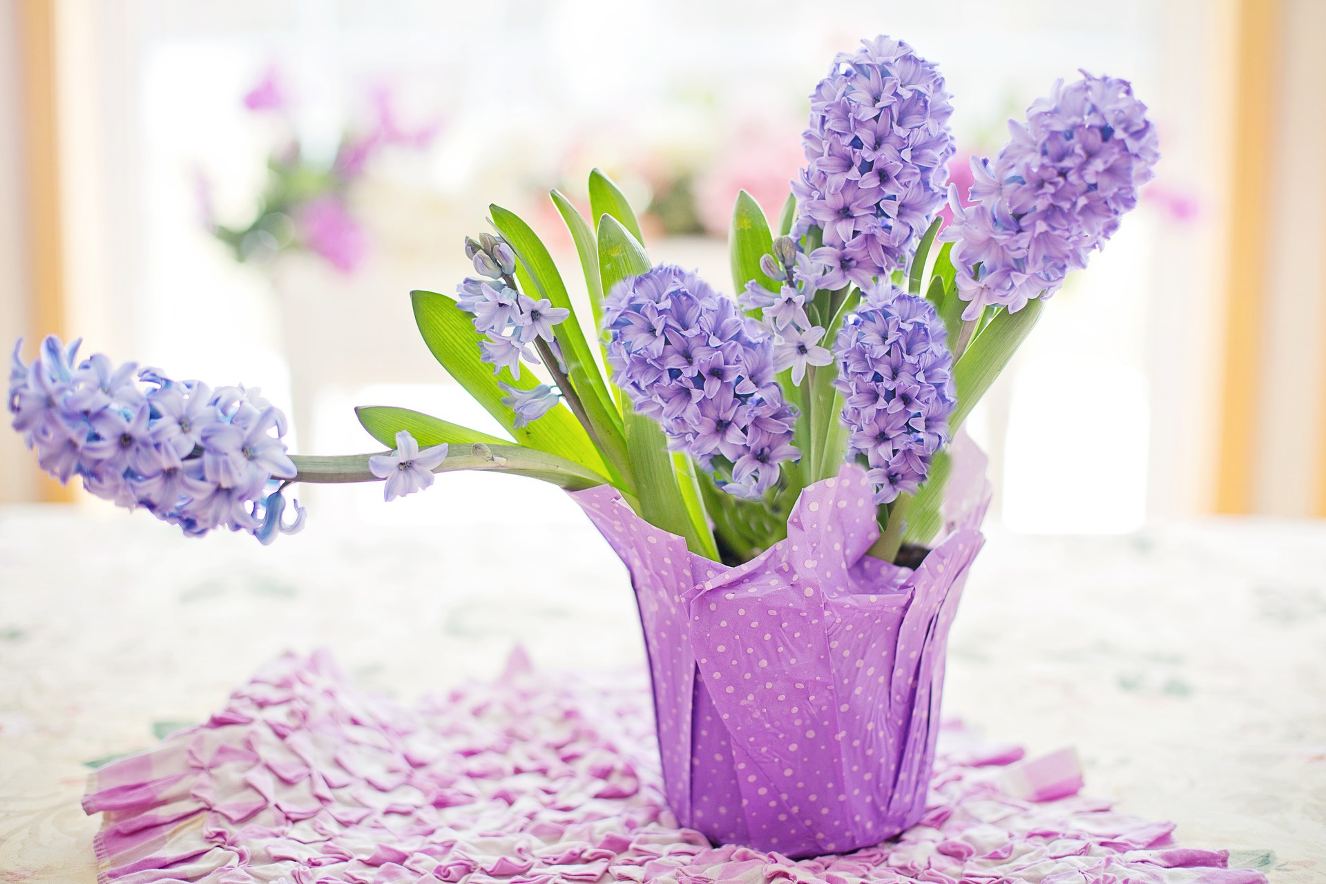 Download mobile wallpaper Hyacinth, Flower, Man Made for free.
