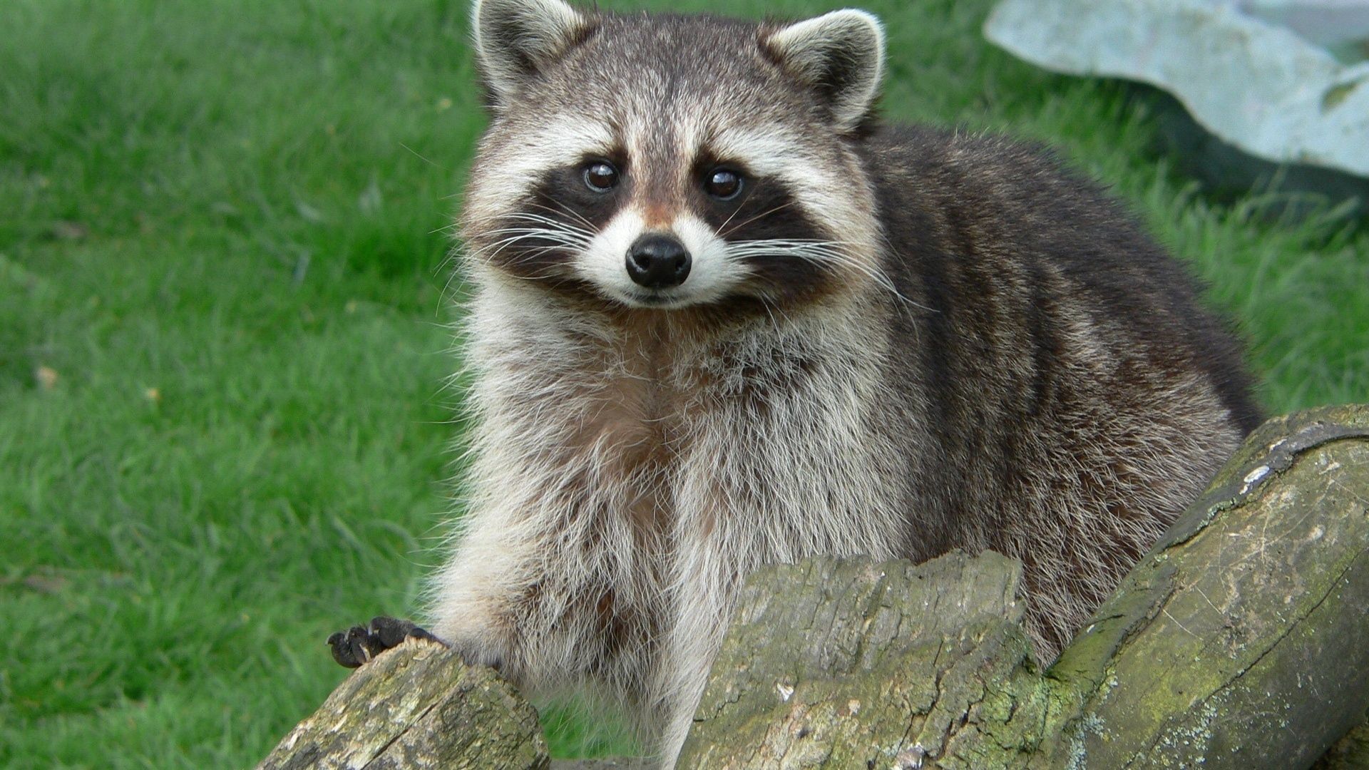 raccoon, animals, grass, sight, opinion, log