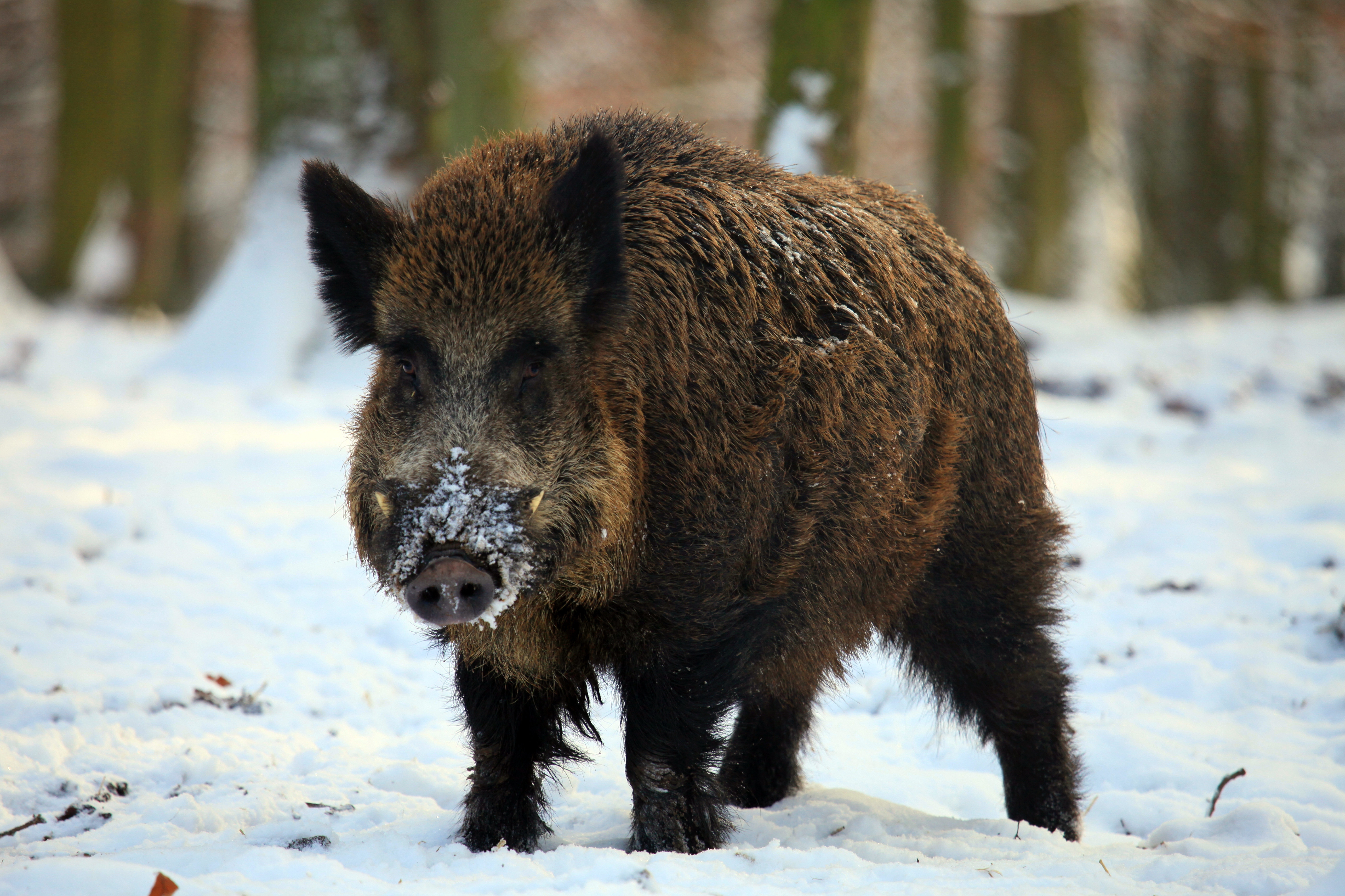 PCデスクトップに動物, 冬, 雪, 森林, 森, 牙, イノシシ, 猪画像を無料でダウンロード