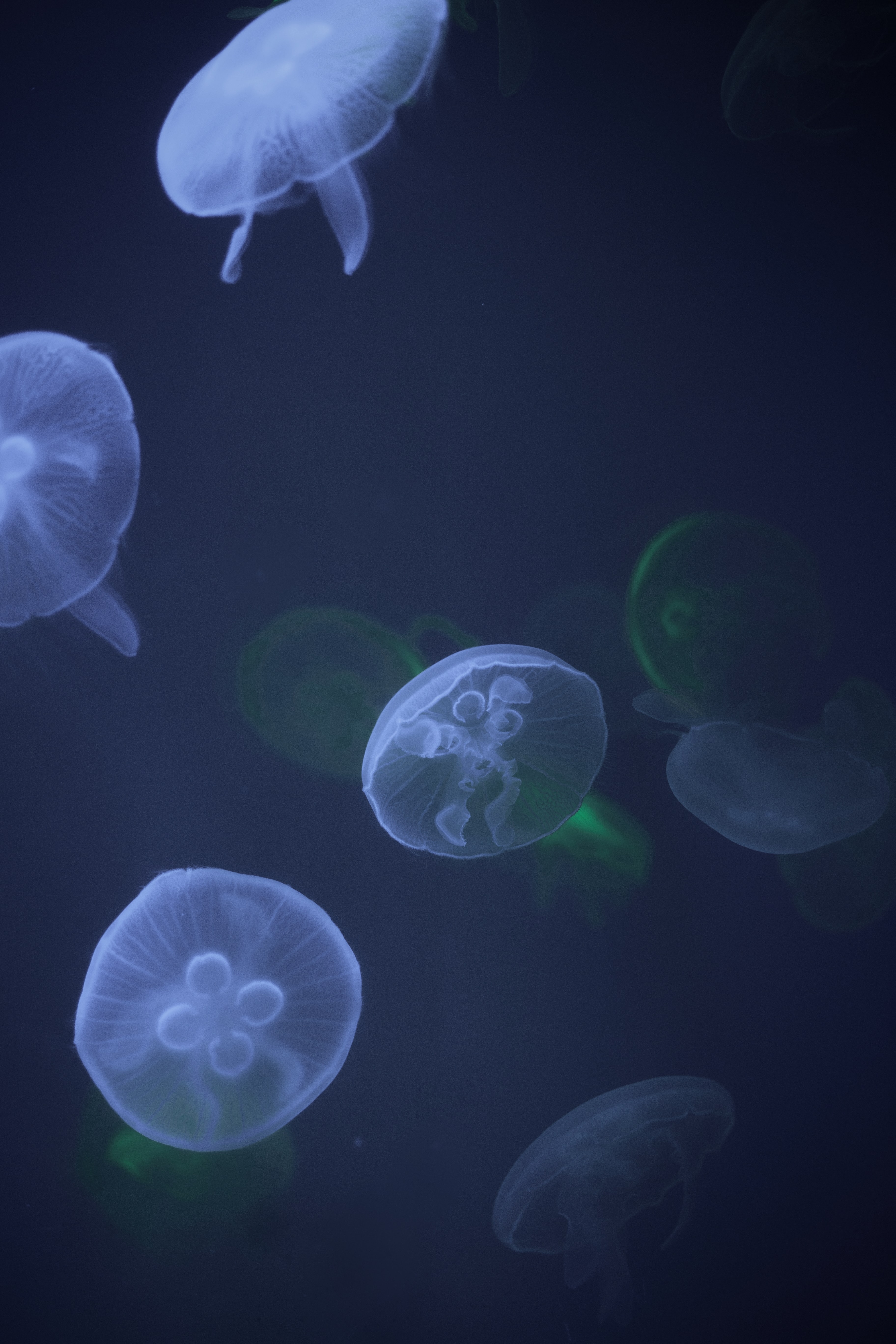 146103 descargar imagen animales, agua, medusa, tentáculo, submarino: fondos de pantalla y protectores de pantalla gratis