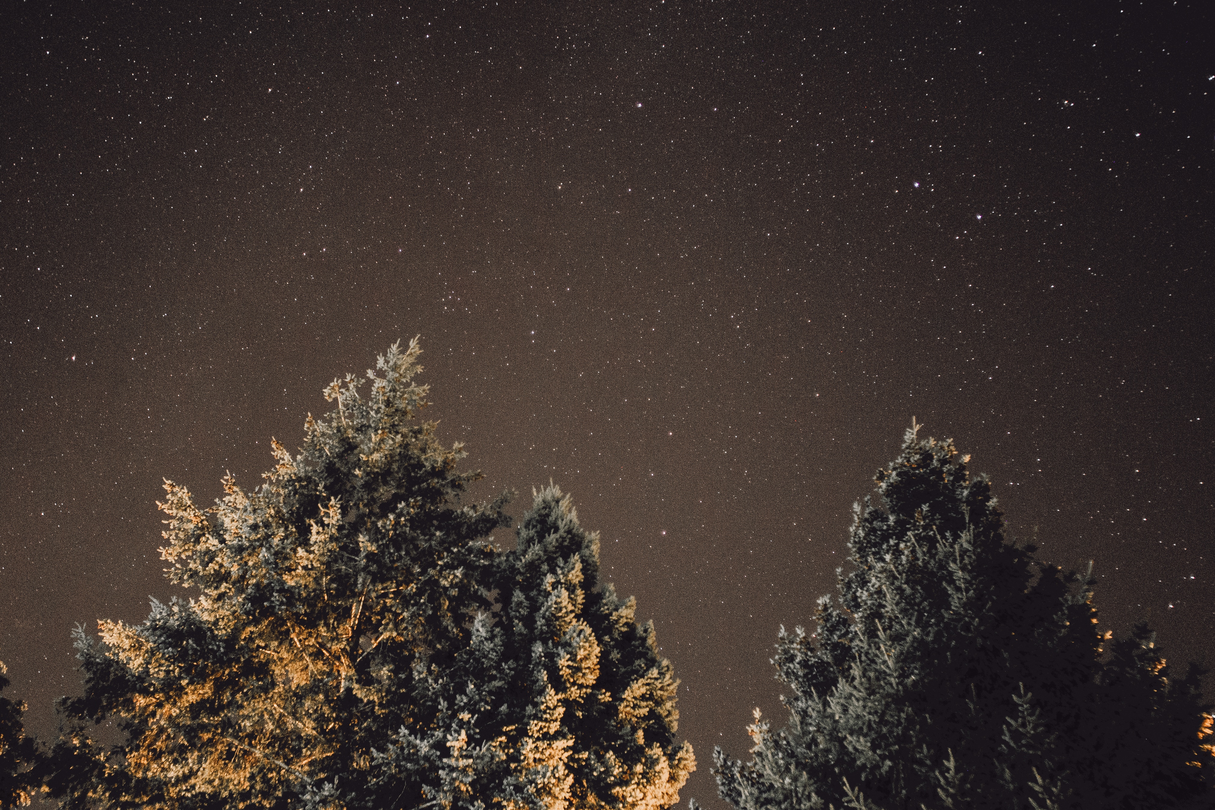 Free download wallpaper Nature, Shine, Wood, Tree, Starry Sky, Brilliance, Night on your PC desktop