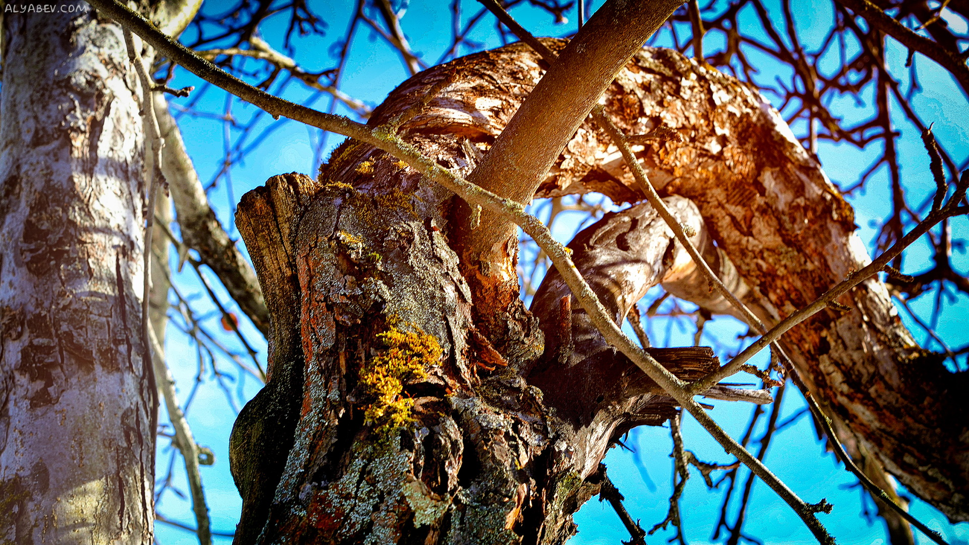 Laden Sie das Holz, Erde/natur-Bild kostenlos auf Ihren PC-Desktop herunter