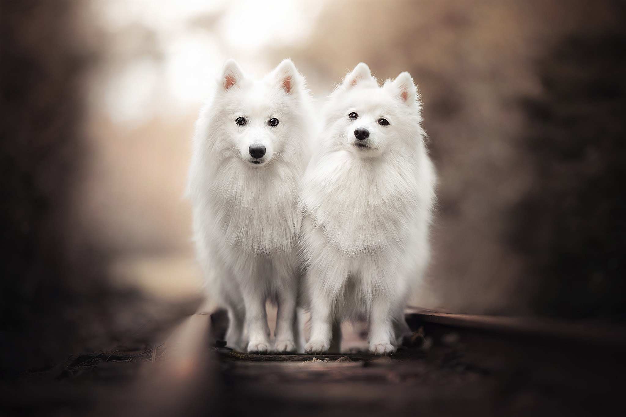Download mobile wallpaper Dogs, Dog, Animal, Spitz, Depth Of Field for free.