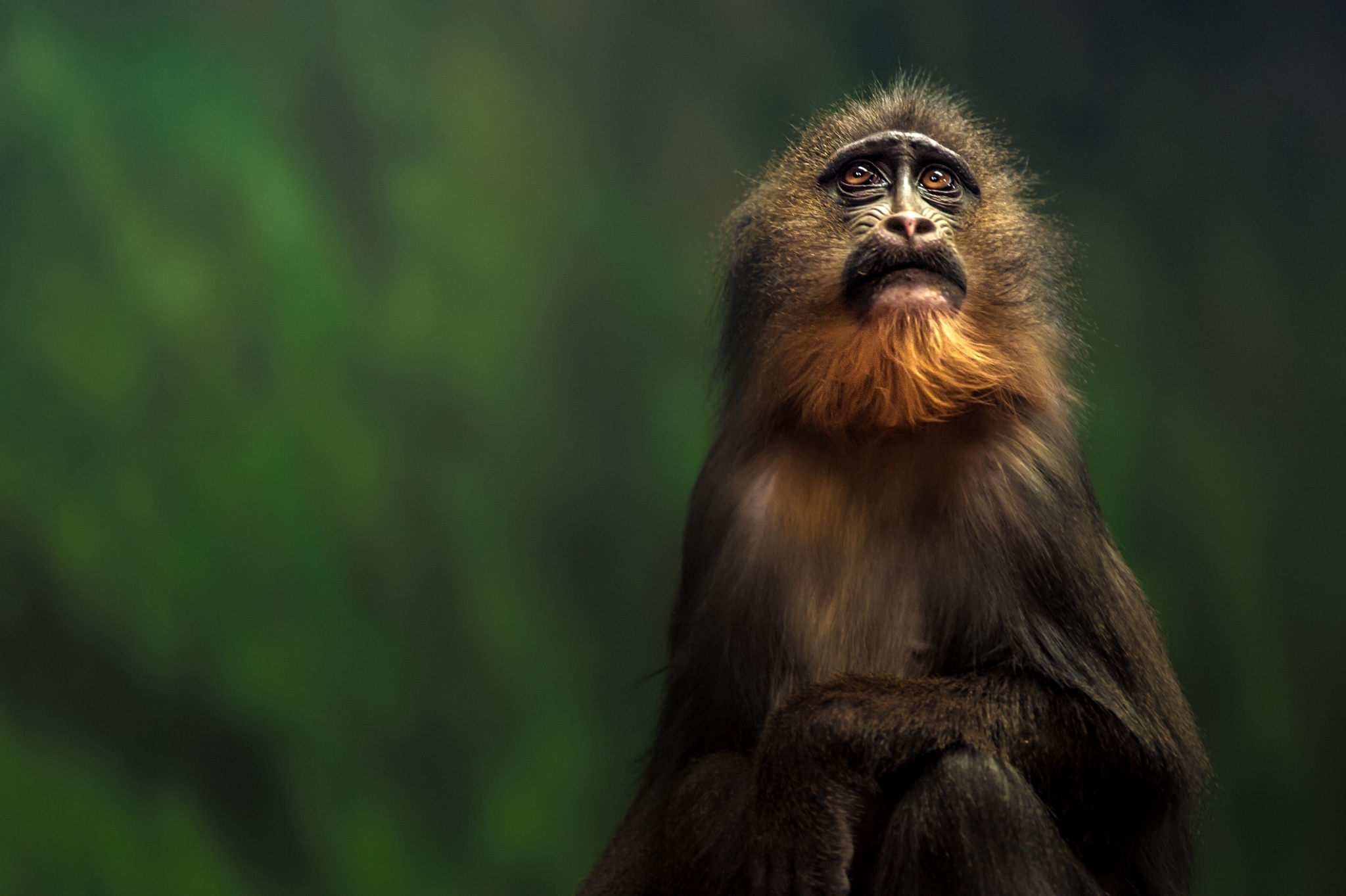 Baixe gratuitamente a imagem Animais, Macacos, Macaco na área de trabalho do seu PC