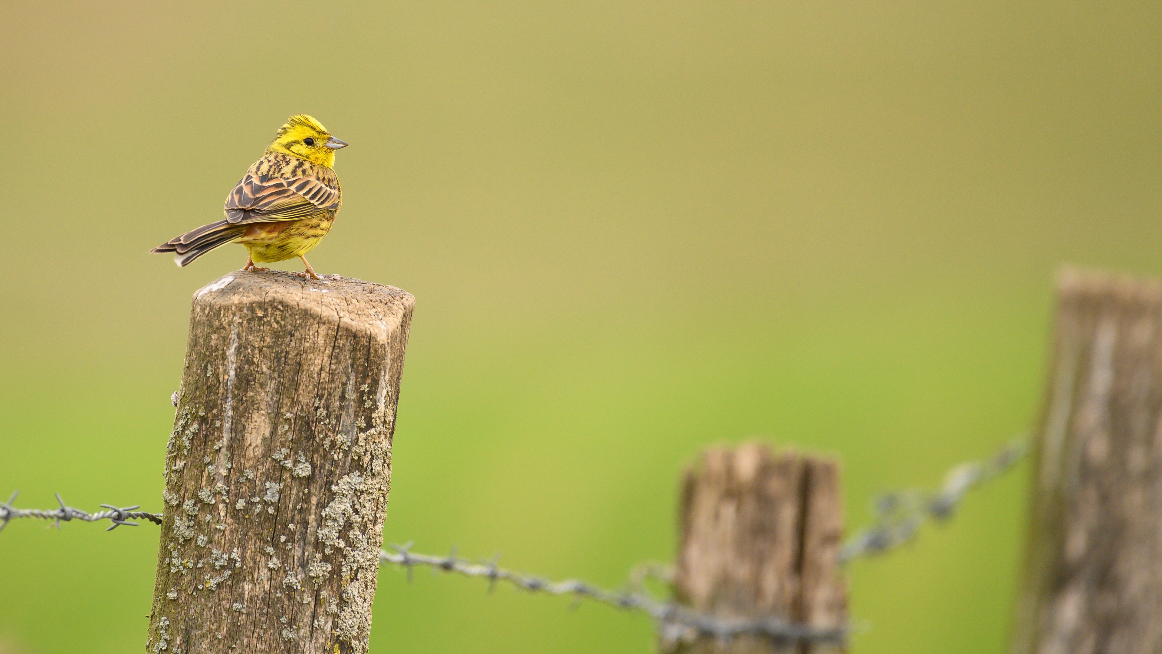 Download mobile wallpaper Birds, Bird, Animal, Yellowhammer for free.