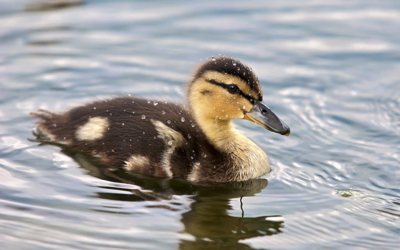 Download mobile wallpaper Spotty, To Swim, Duckling, Spotted, Animals, Swim, Water for free.