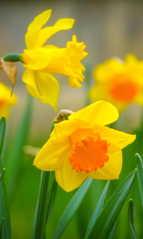 Download mobile wallpaper Nature, Flowers, Grass, Flower, Macro, Earth, Spring, Petal, Yellow Flower, Daffodil for free.