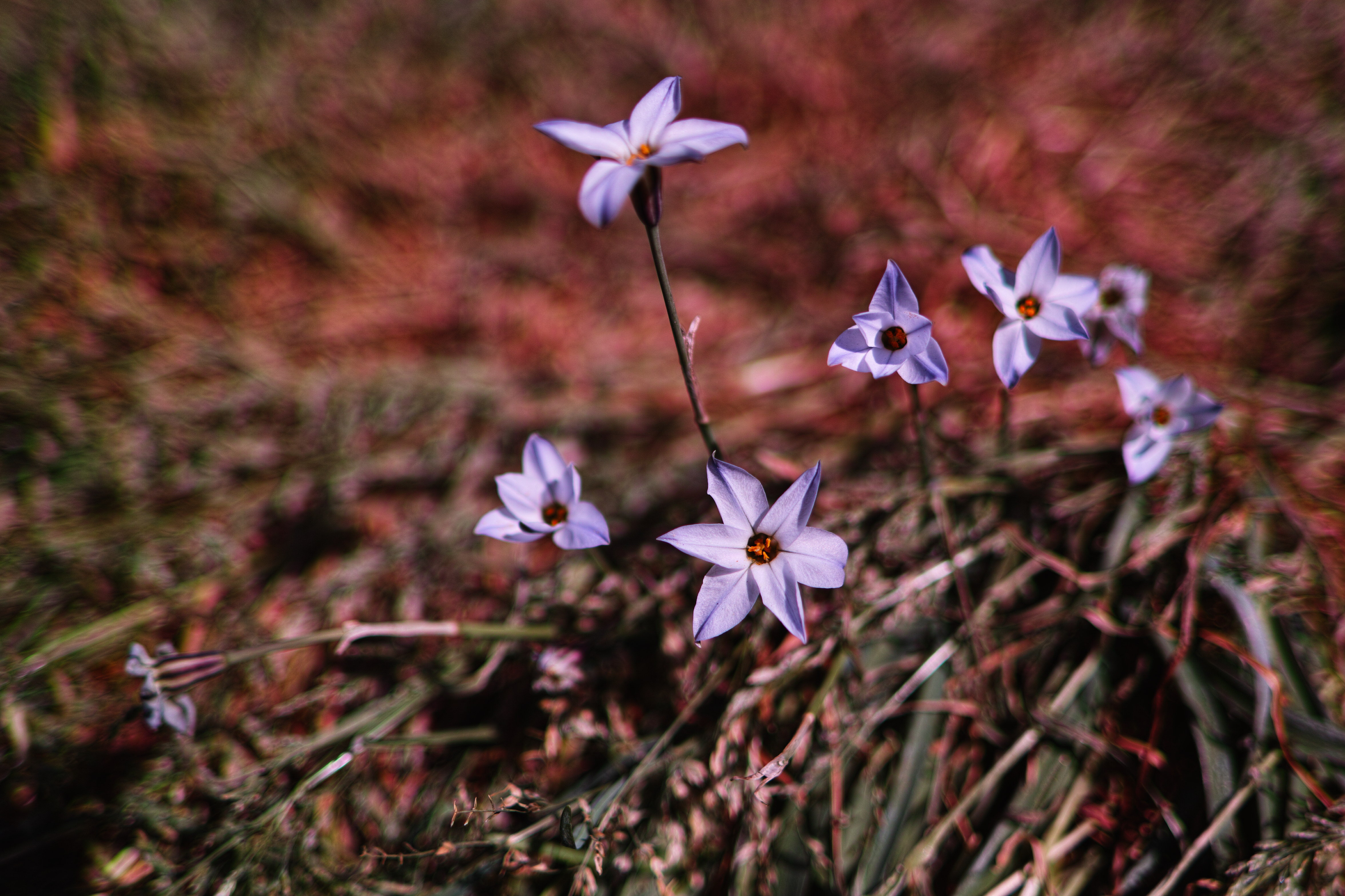 Laden Sie das Lila, Blumen, Frühling, Pflanzen-Bild kostenlos auf Ihren PC-Desktop herunter