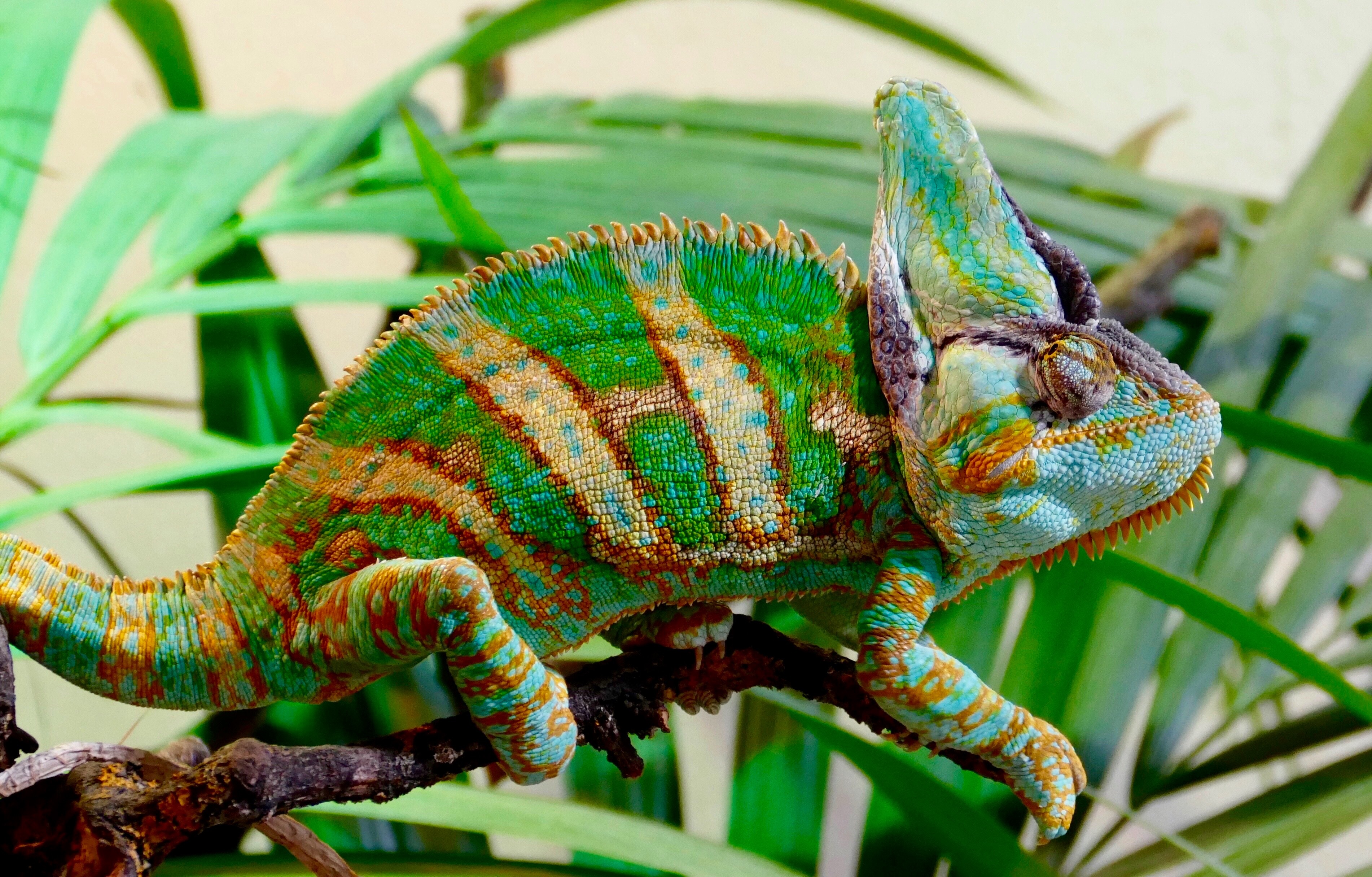 91981 descargar imagen camaleón, animales, color, reptil: fondos de pantalla y protectores de pantalla gratis