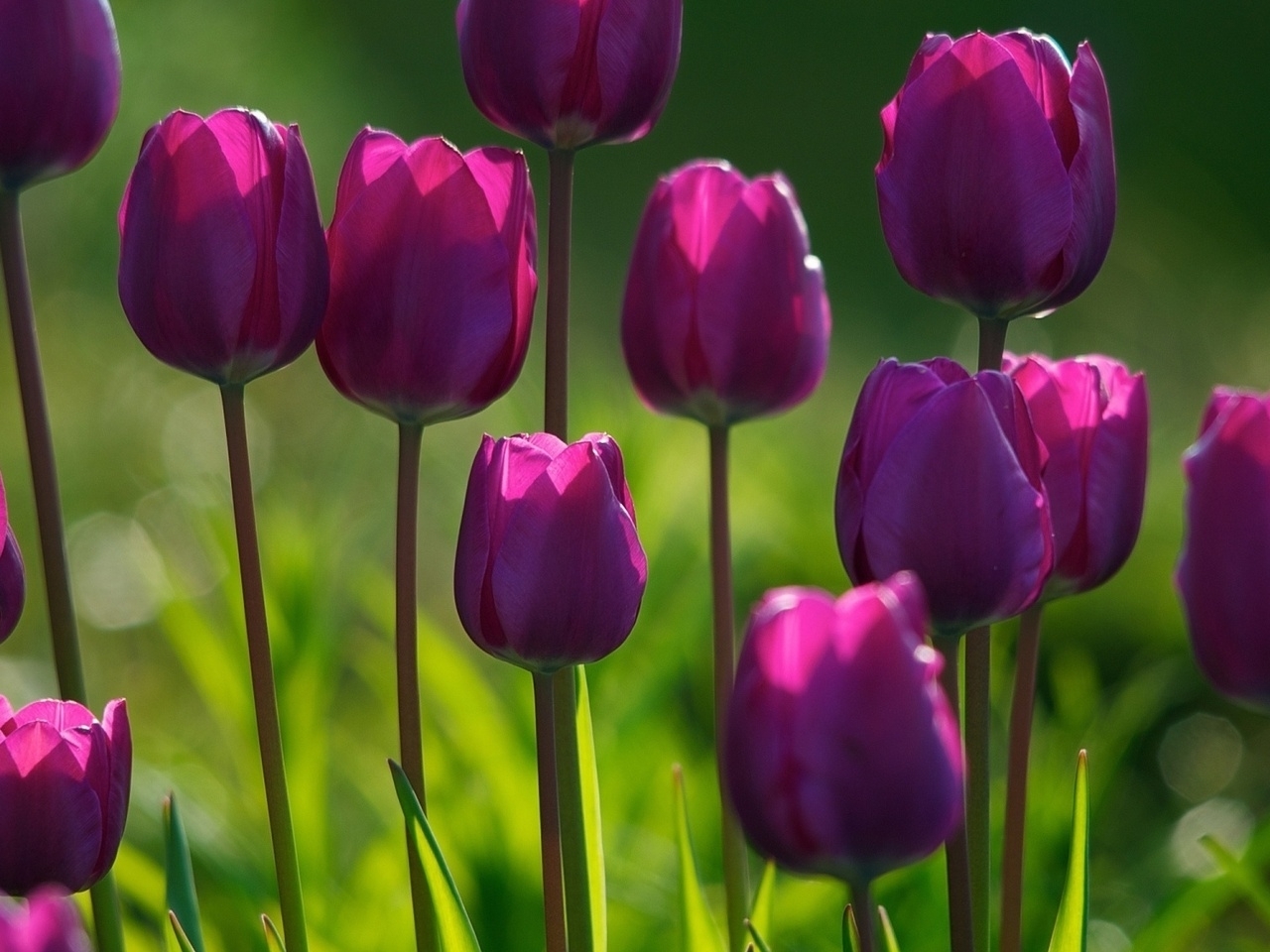 tulips, plants, flowers for android