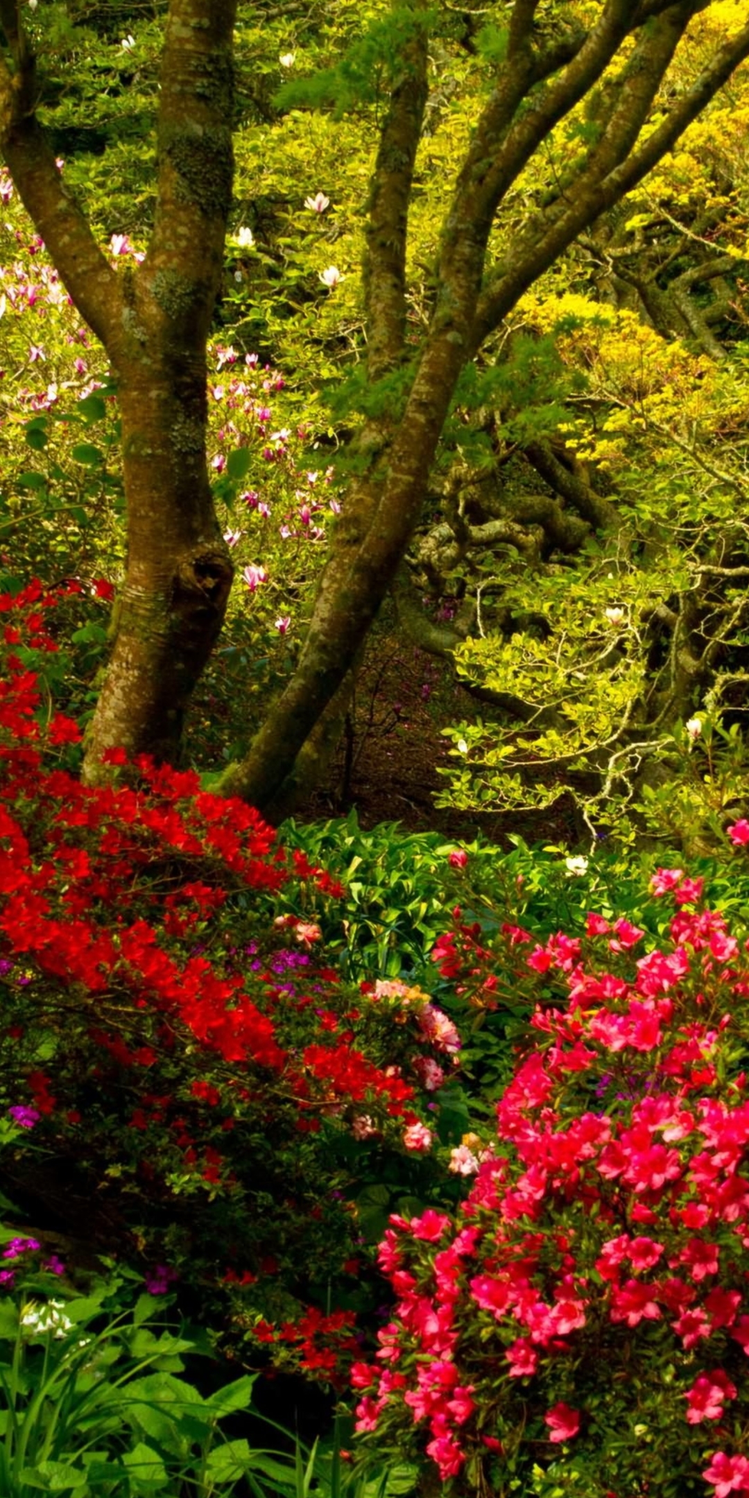 無料モバイル壁紙花, 公園, 低木, マンメイド, ピンクの花をダウンロードします。