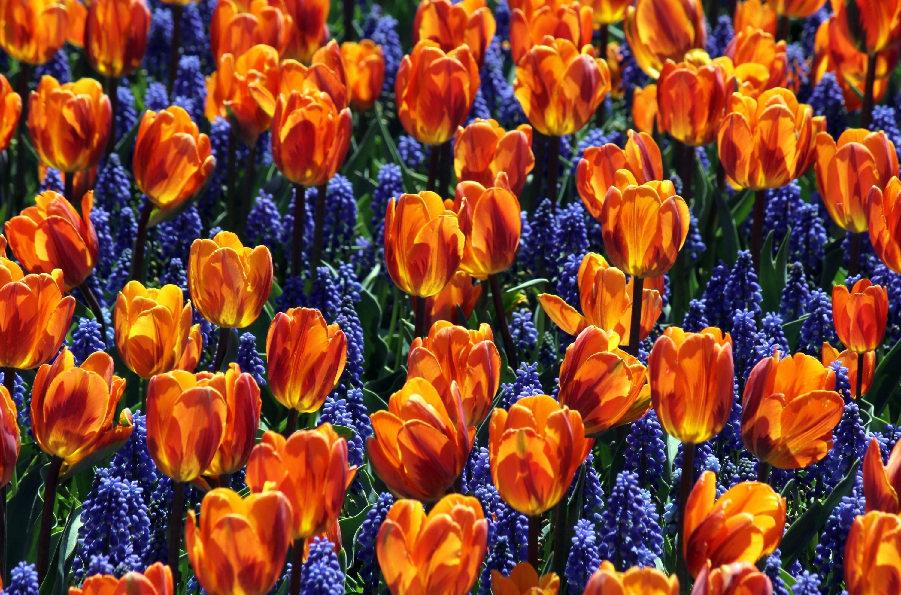 spring, flowers, tulips, flower bed, flowerbed, muscari, muskari