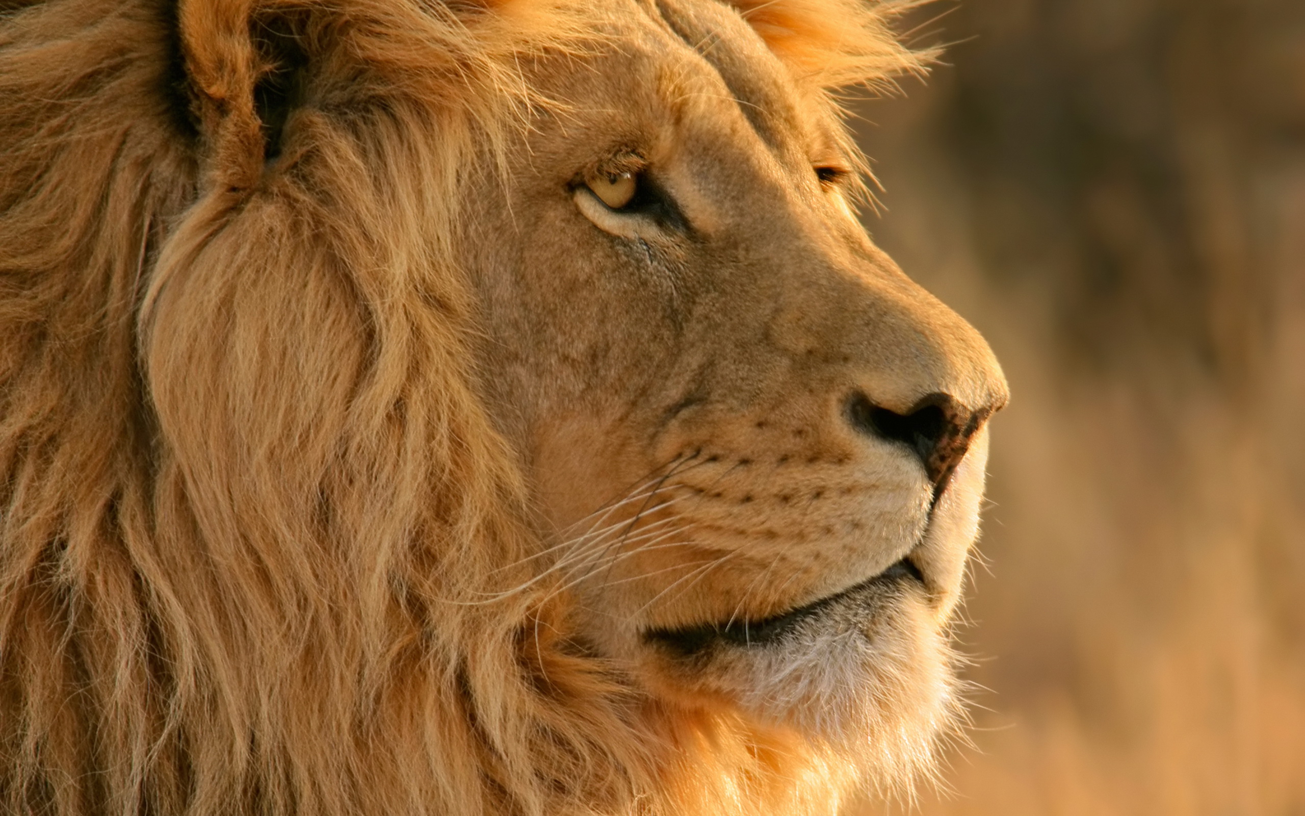 Téléchargez des papiers peints mobile Animaux, Lion gratuitement.