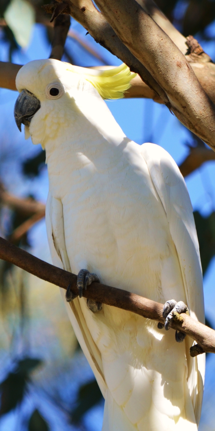 Download mobile wallpaper Birds, Animal, Cockatoo, Sulphur Crested Cockatoo for free.