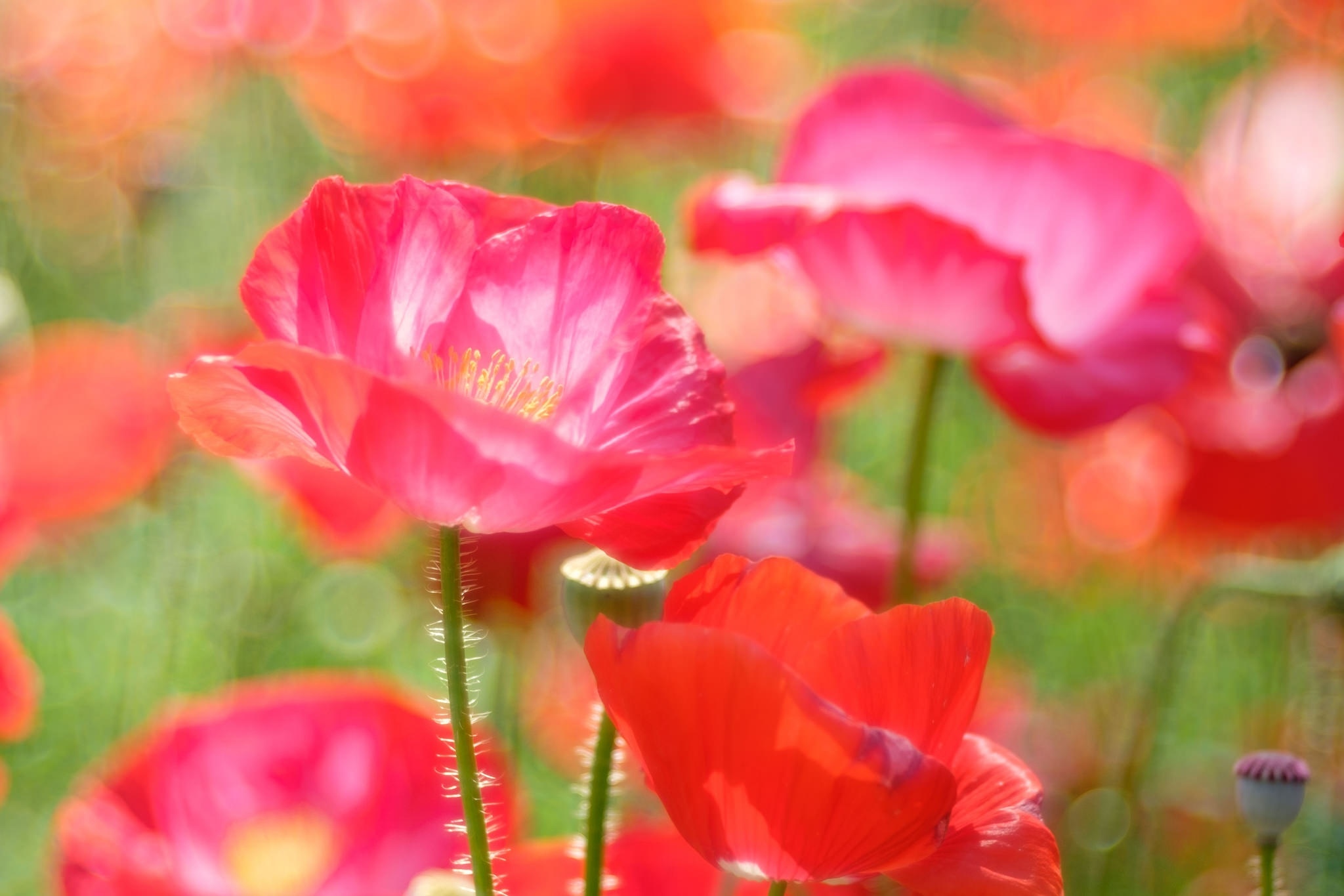 Handy-Wallpaper Natur, Blumen, Mohn, Sommer, Blume, Makro, Rote Blume, Erde/natur kostenlos herunterladen.