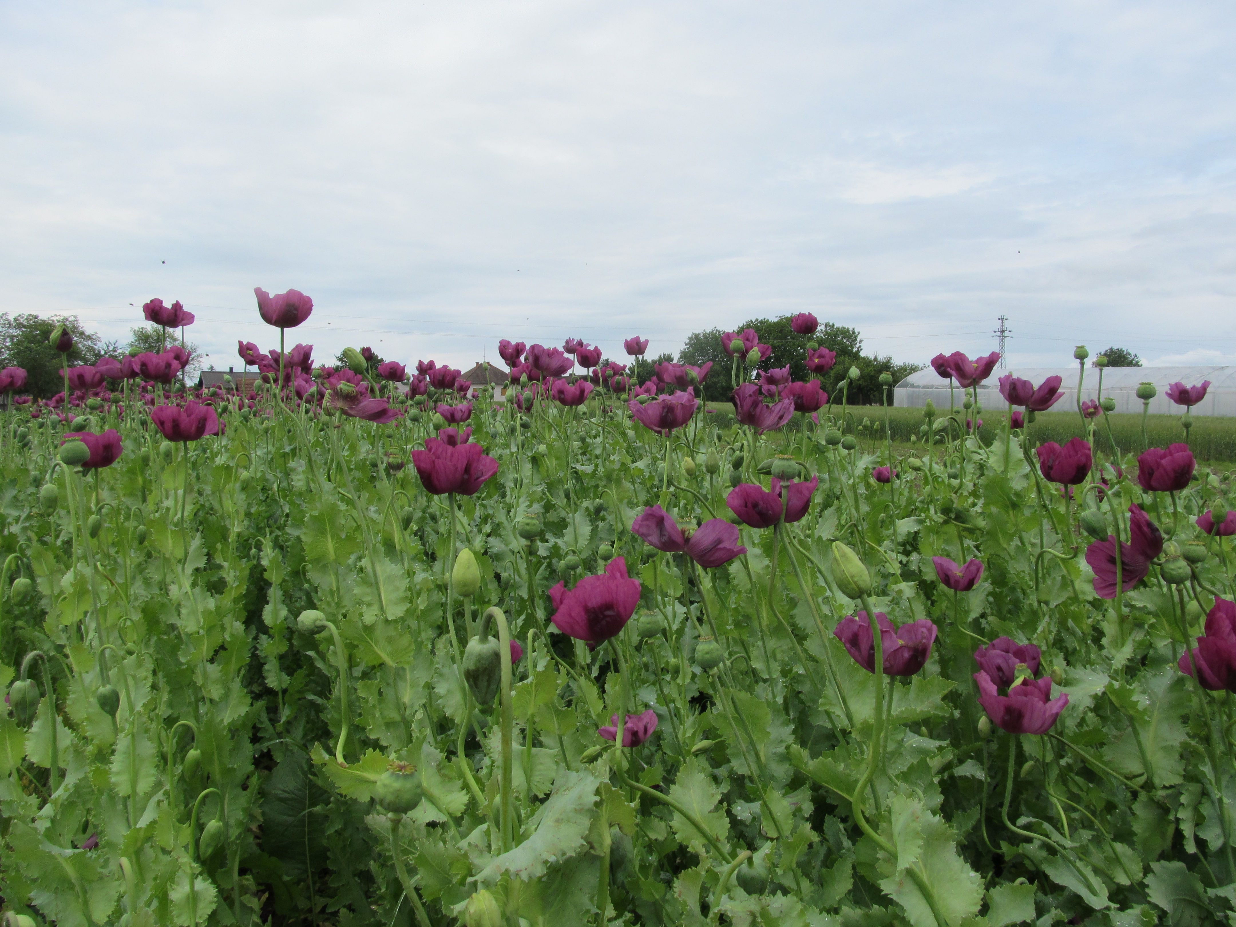 Handy-Wallpaper Blumen, Mohn, Erde/natur kostenlos herunterladen.