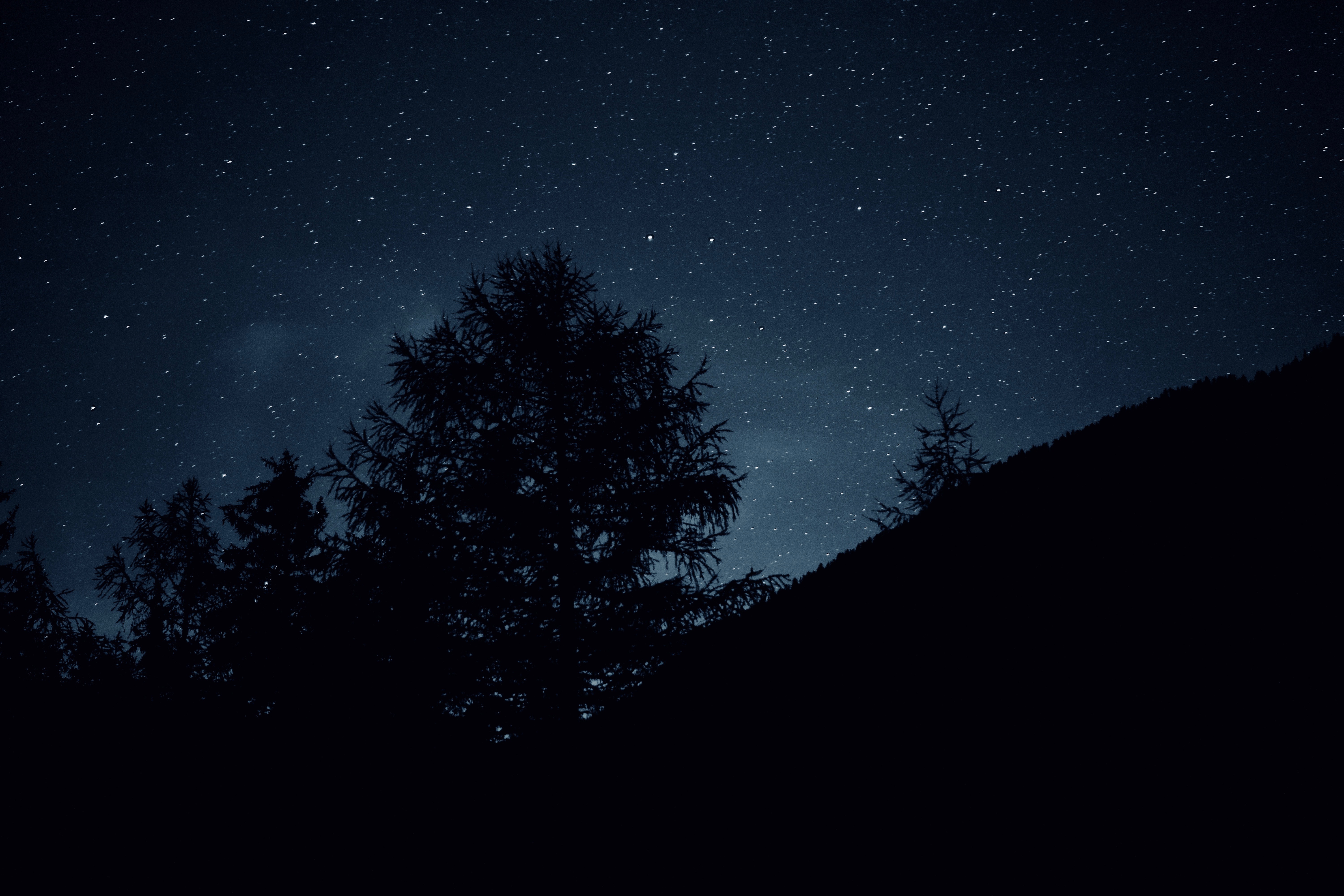 103468 скачать обои звезды, небо, ночь, природа, деревья, темно - заставки и картинки бесплатно