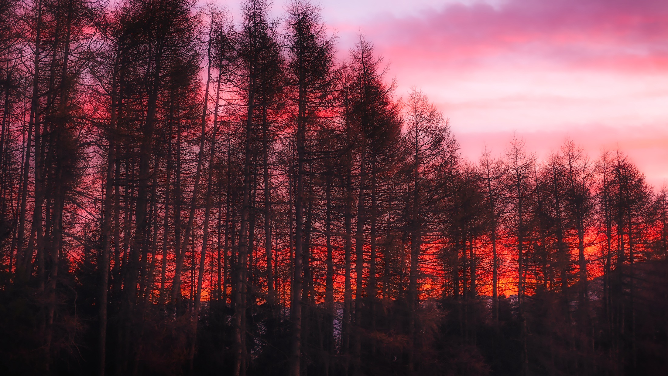 Free download wallpaper Nature, Sunset, Dark, Forest, Tree, Earth on your PC desktop