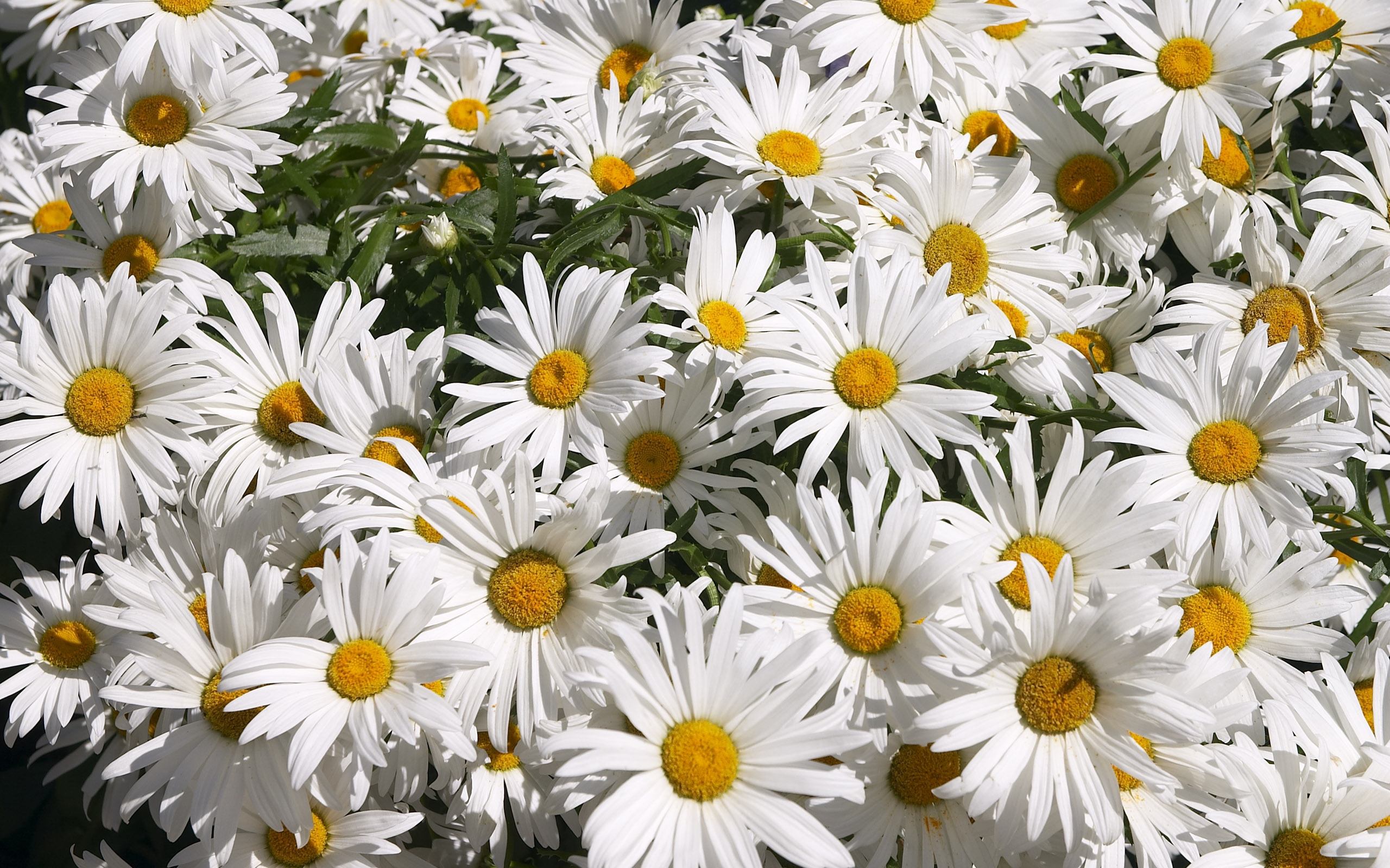 Free download wallpaper Plants, Camomile, Flowers on your PC desktop