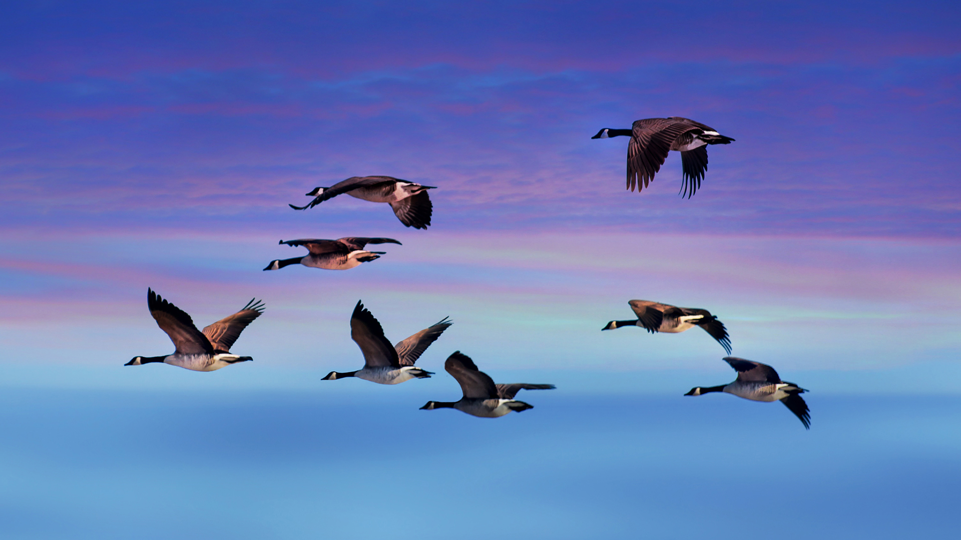403880 Hintergrundbild herunterladen tiere, kanada gans, fliegend, gans, himmel, sonnenuntergang, vögel - Bildschirmschoner und Bilder kostenlos